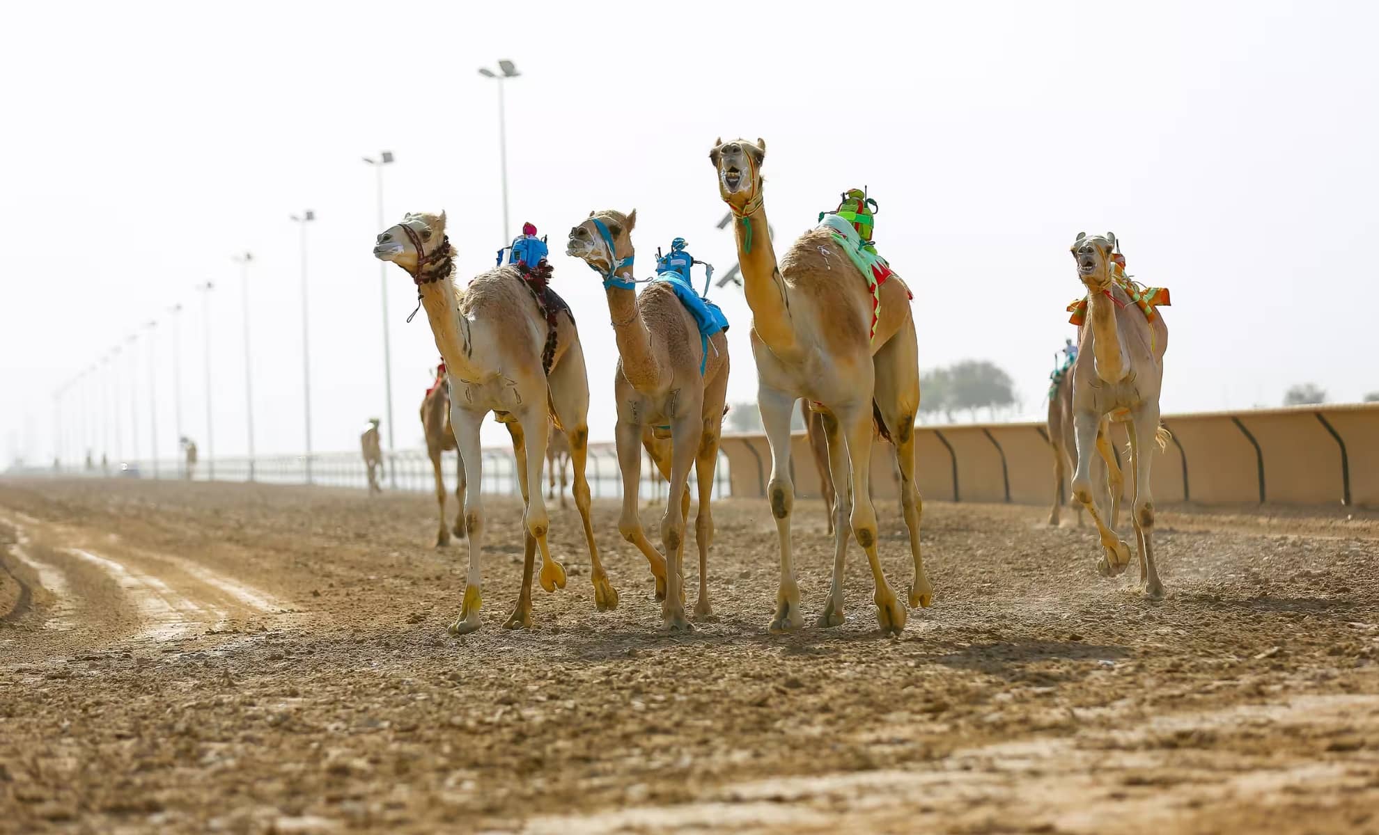 Courses de chameaux, Al Marmoom Heritage Village, Dubaï