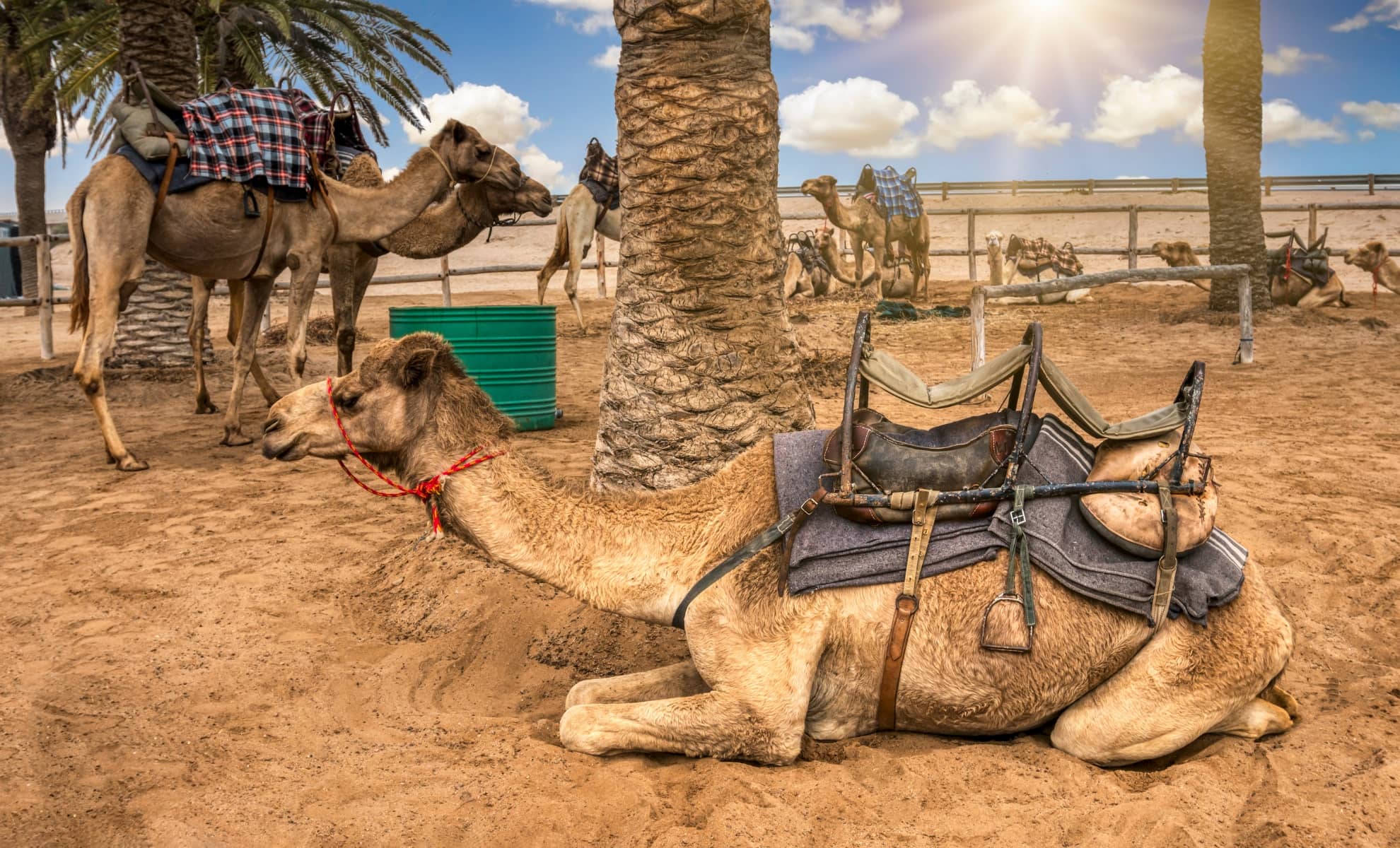 Excursion à dos de chameaux pour découvrir Tenerife