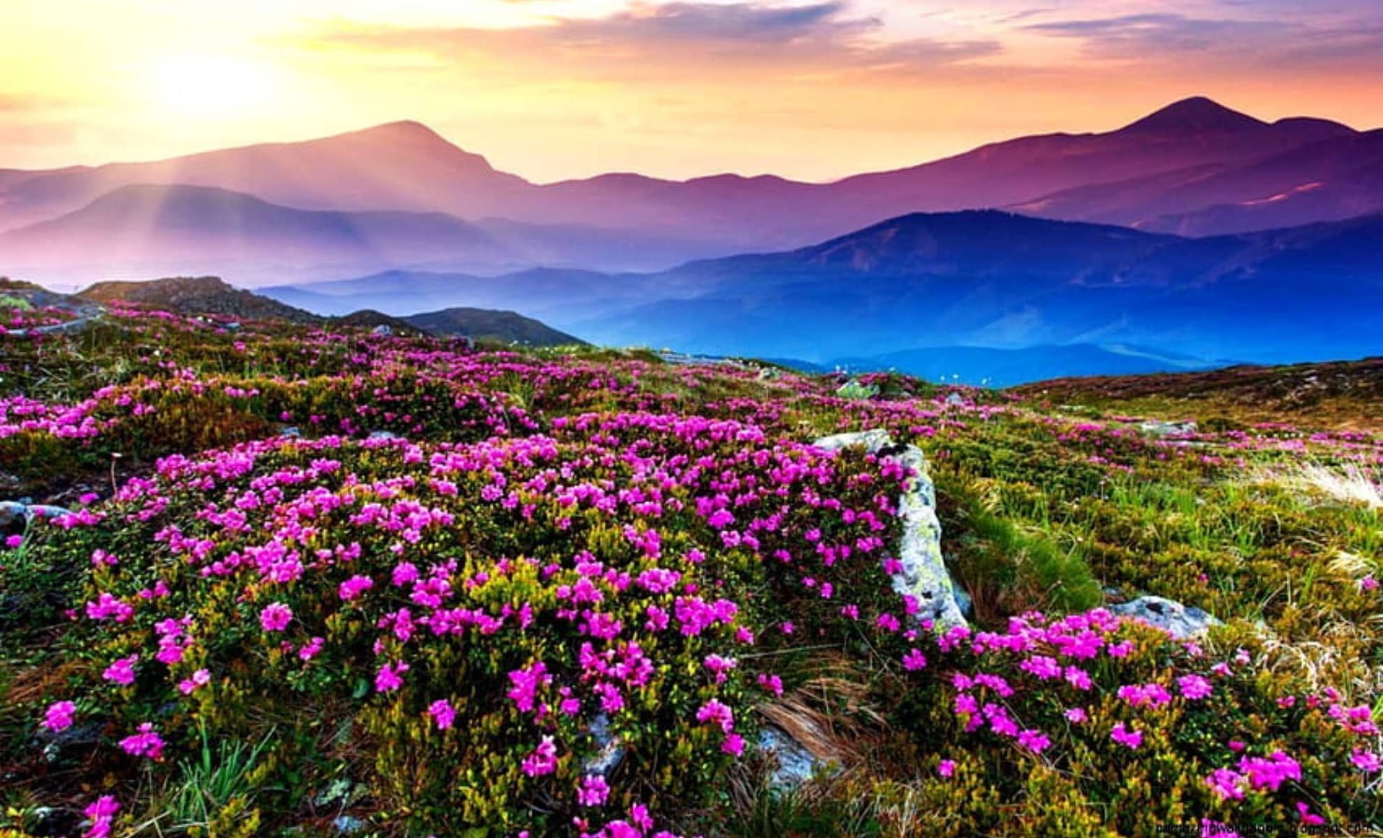 La Vallée des Fleurs, Uttarakhand, Inde