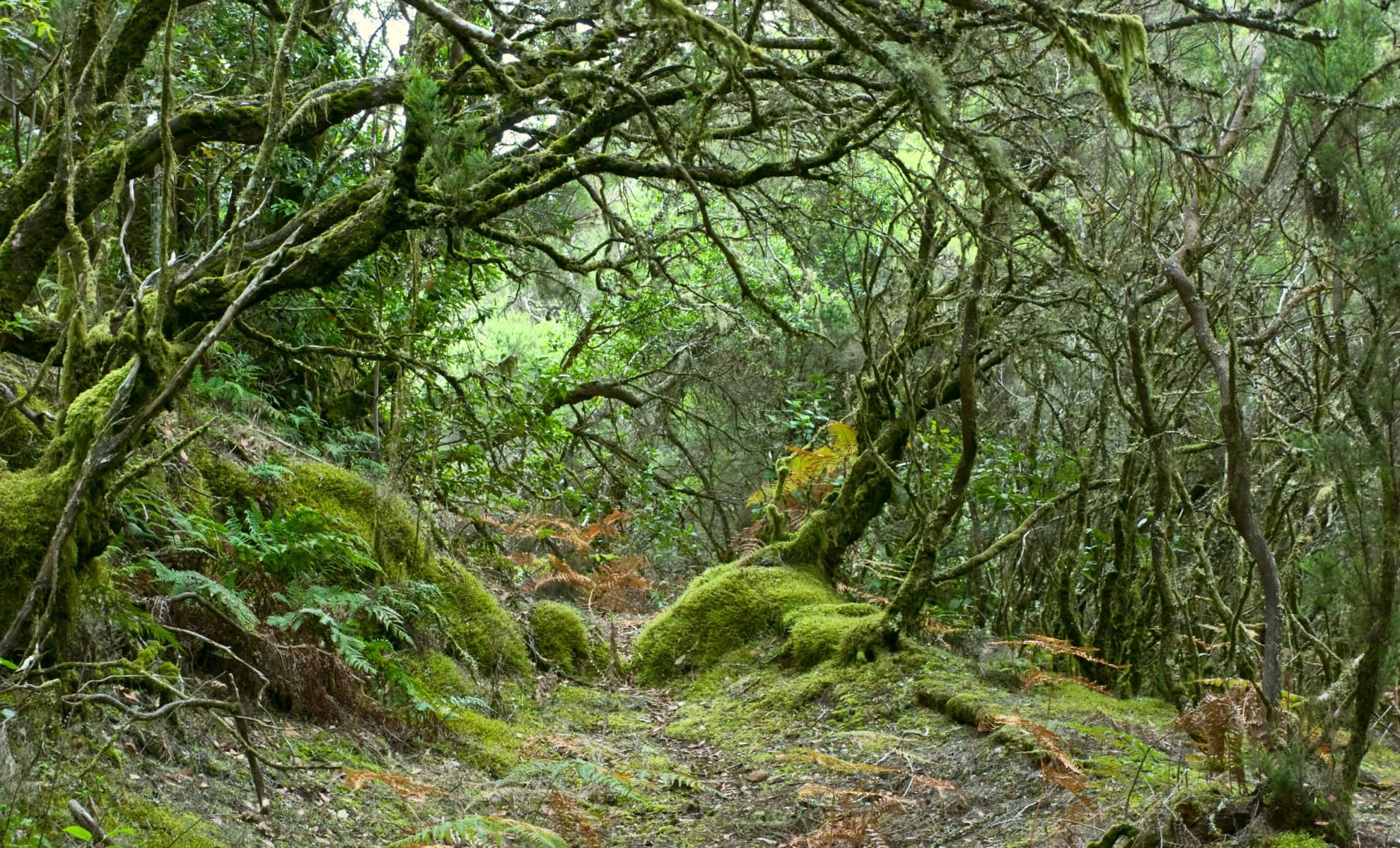 La laurisylve de La Gomera, Parc national de Garajonay,