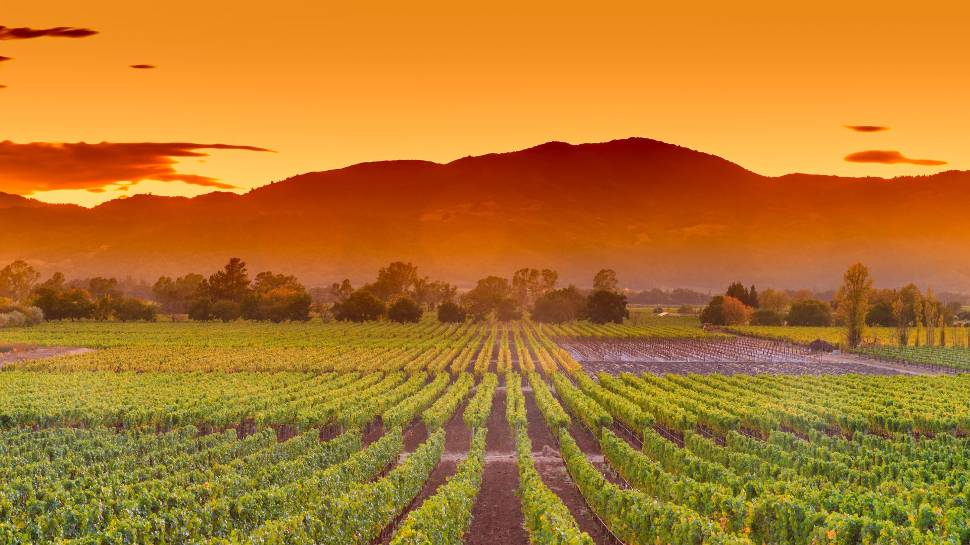 La vallée de Napa, Californie