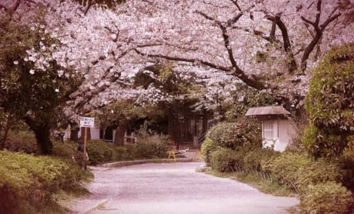 Les fleurs de cerisier (Sakura) au parc Sumida