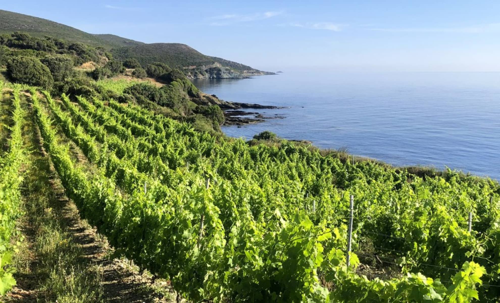 Les vignobles de Figari, Corse