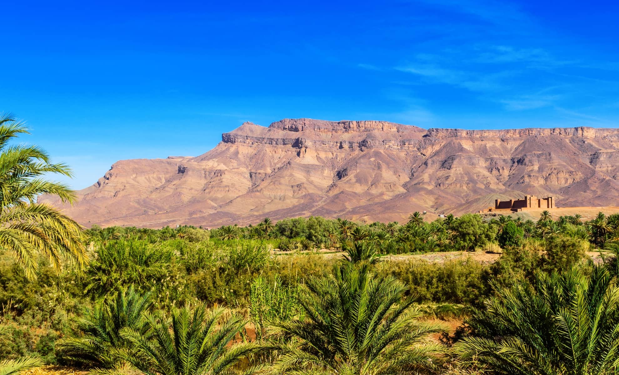 L'oasis de la Valée du Draa, Maroc