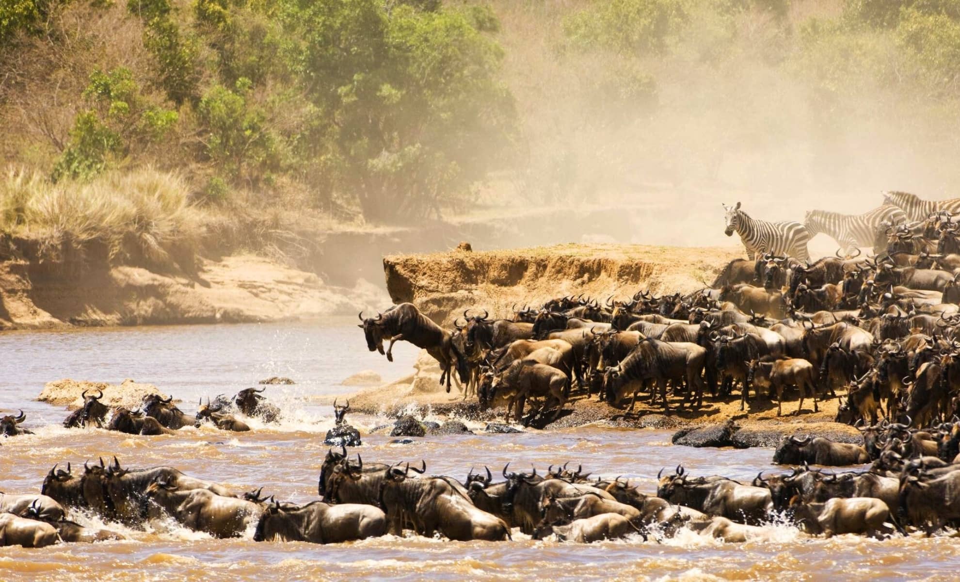 La Grande Migration de gnous et de zèbres, Tanzanie