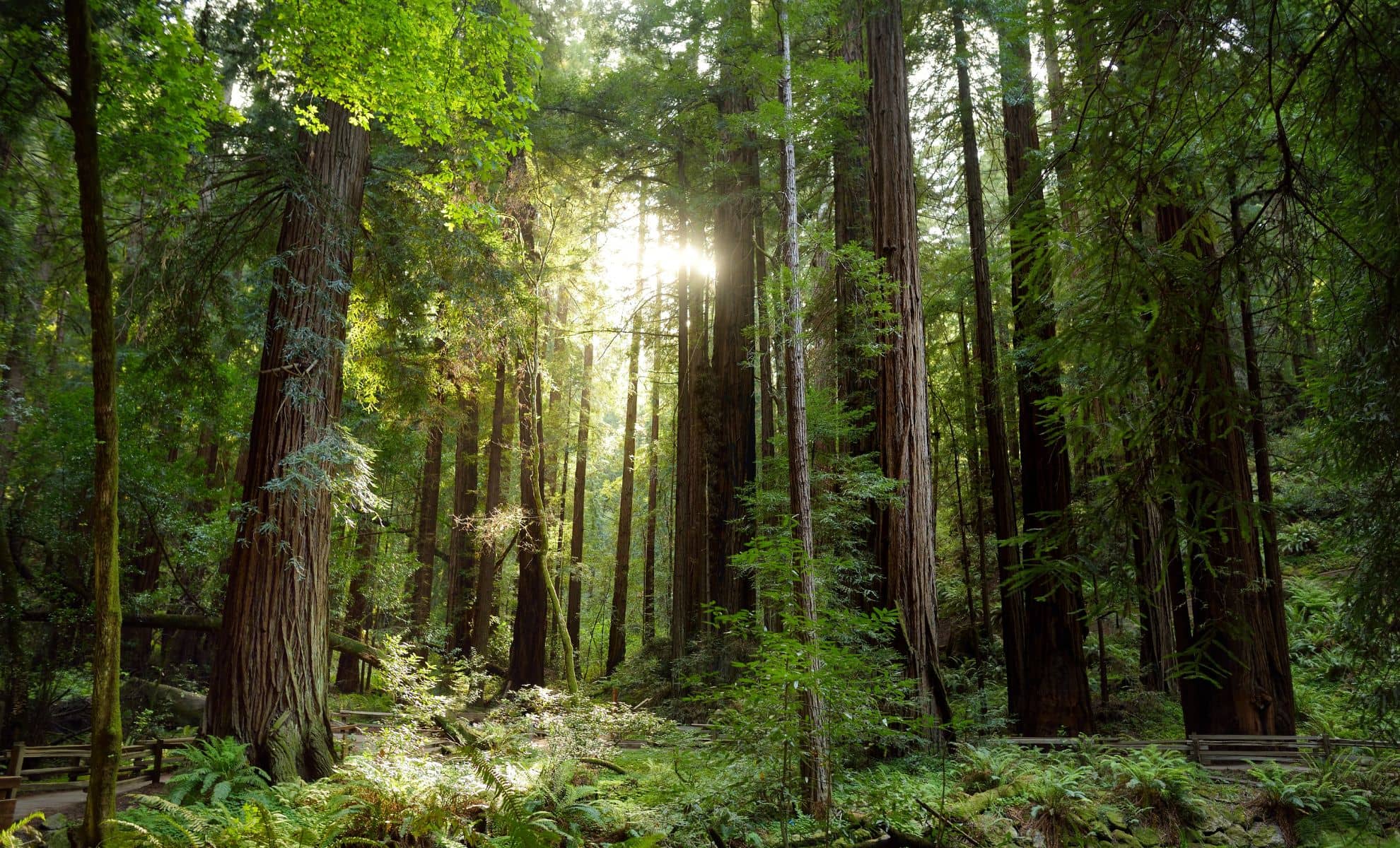 Le Bohemian Grove, États-Unis