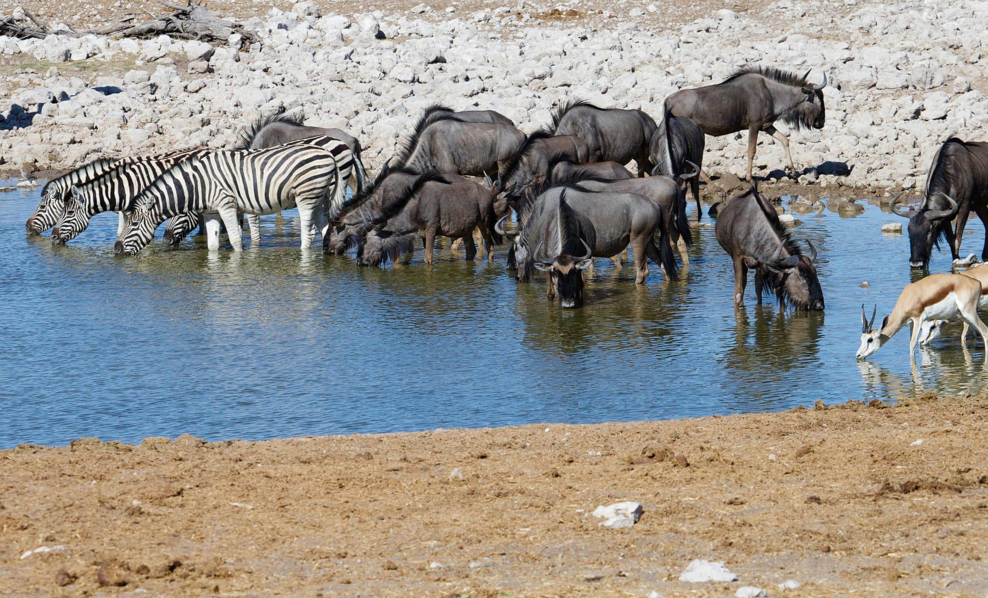 Le Parc national d’Etosha ,Namibie