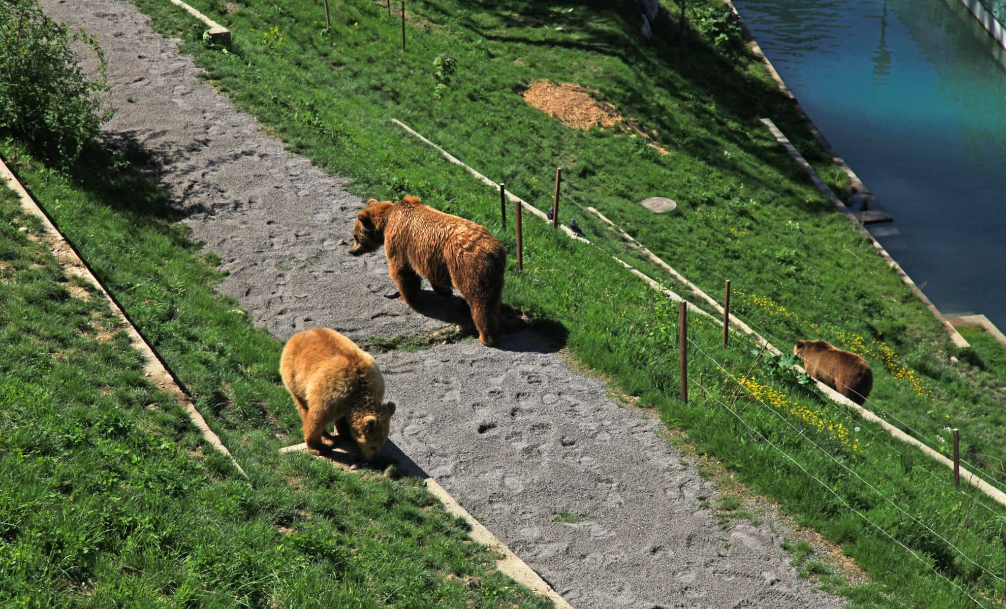 Le parc aux Ours, Berne, Suisse
