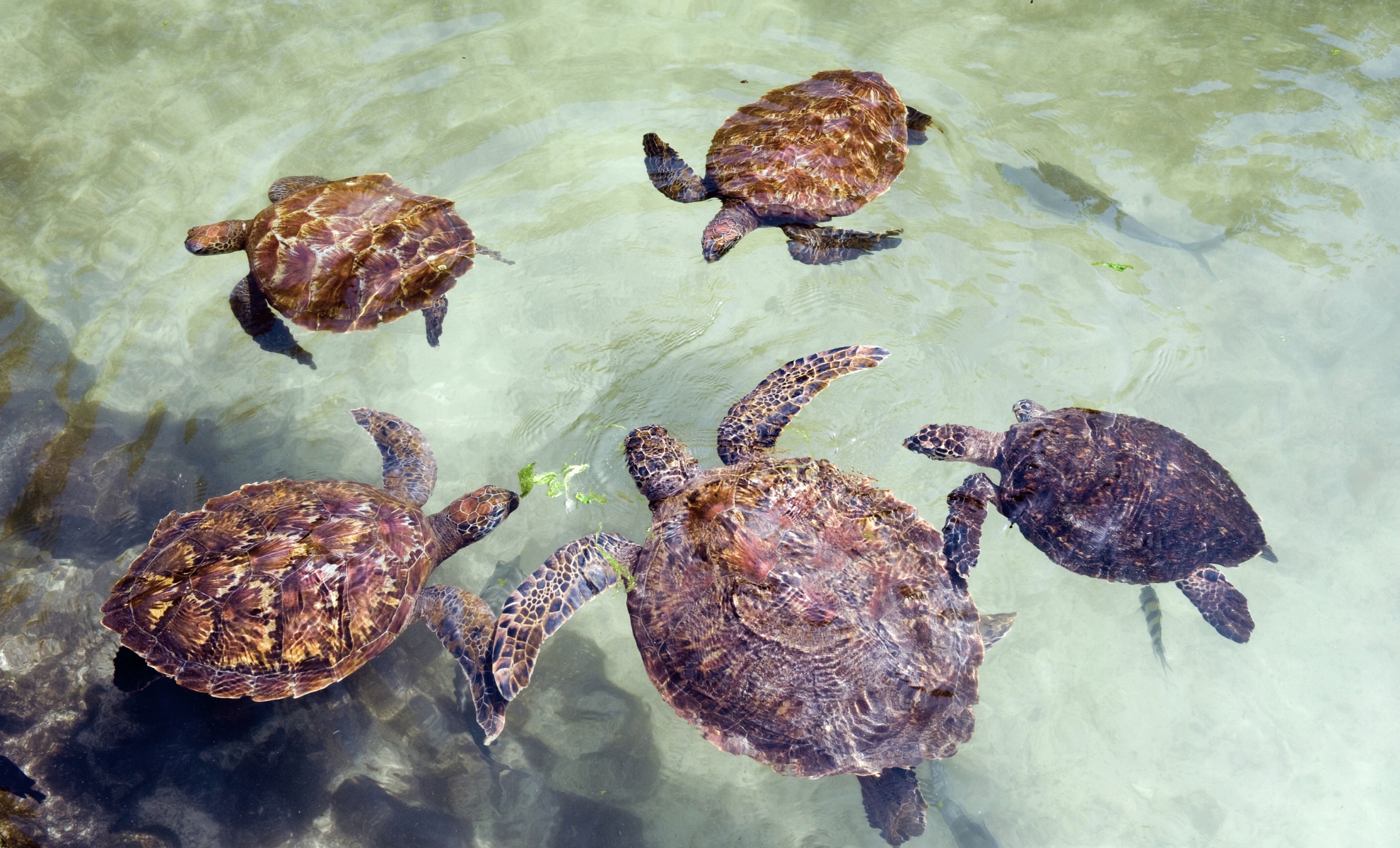 Les tortues géantes de l'île de Changuu, Zanzibar