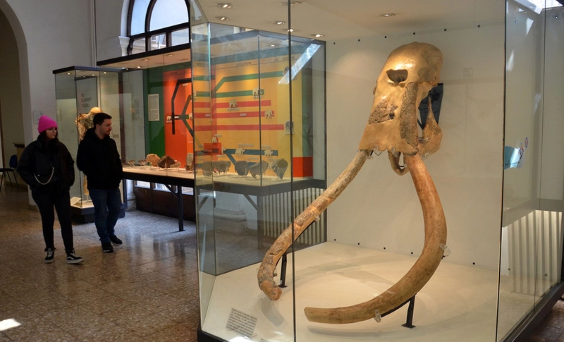 Musée des Sciences Naturelles , Bergame,Italie