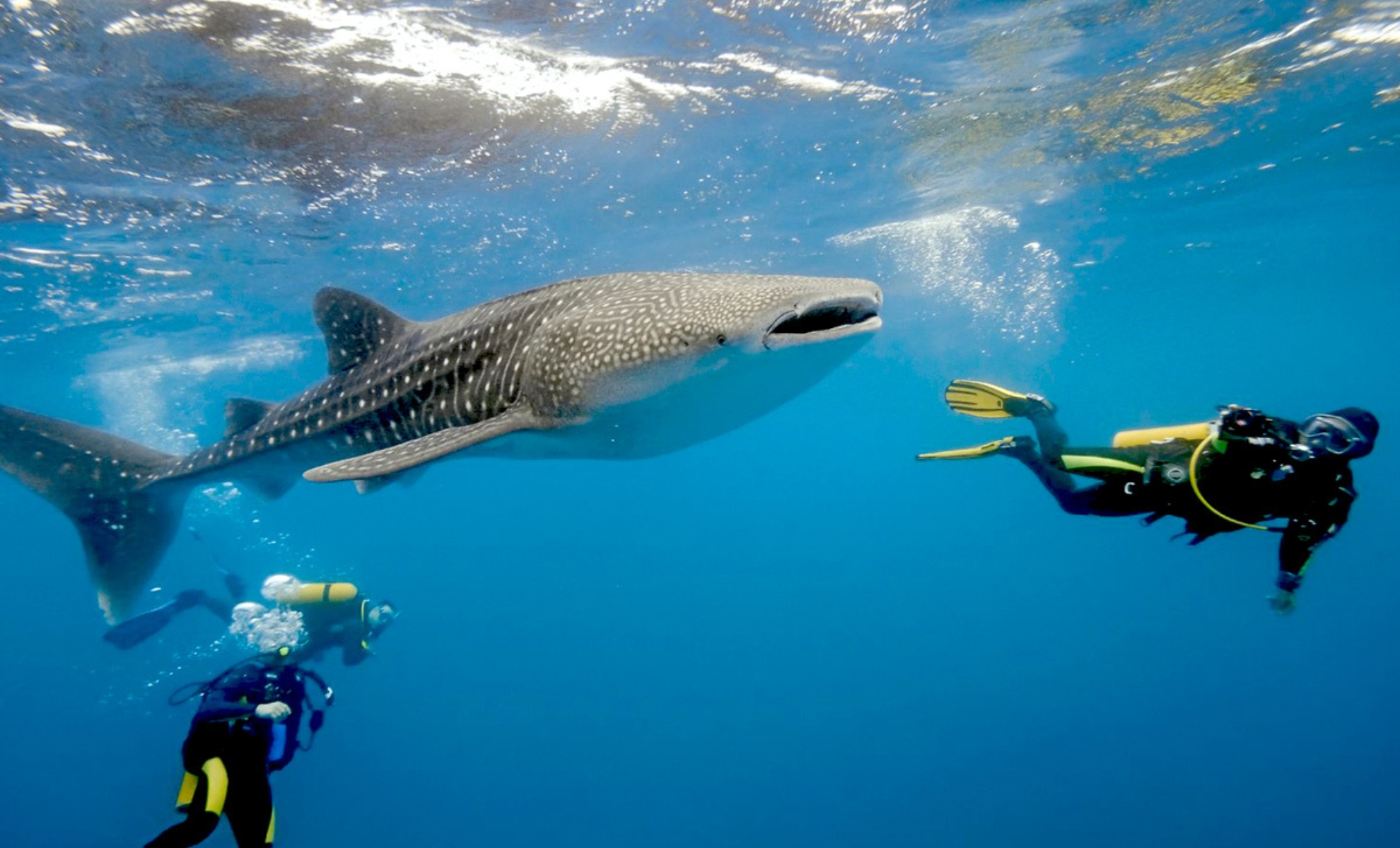 Nager avec les requins-baleines aux Maldives