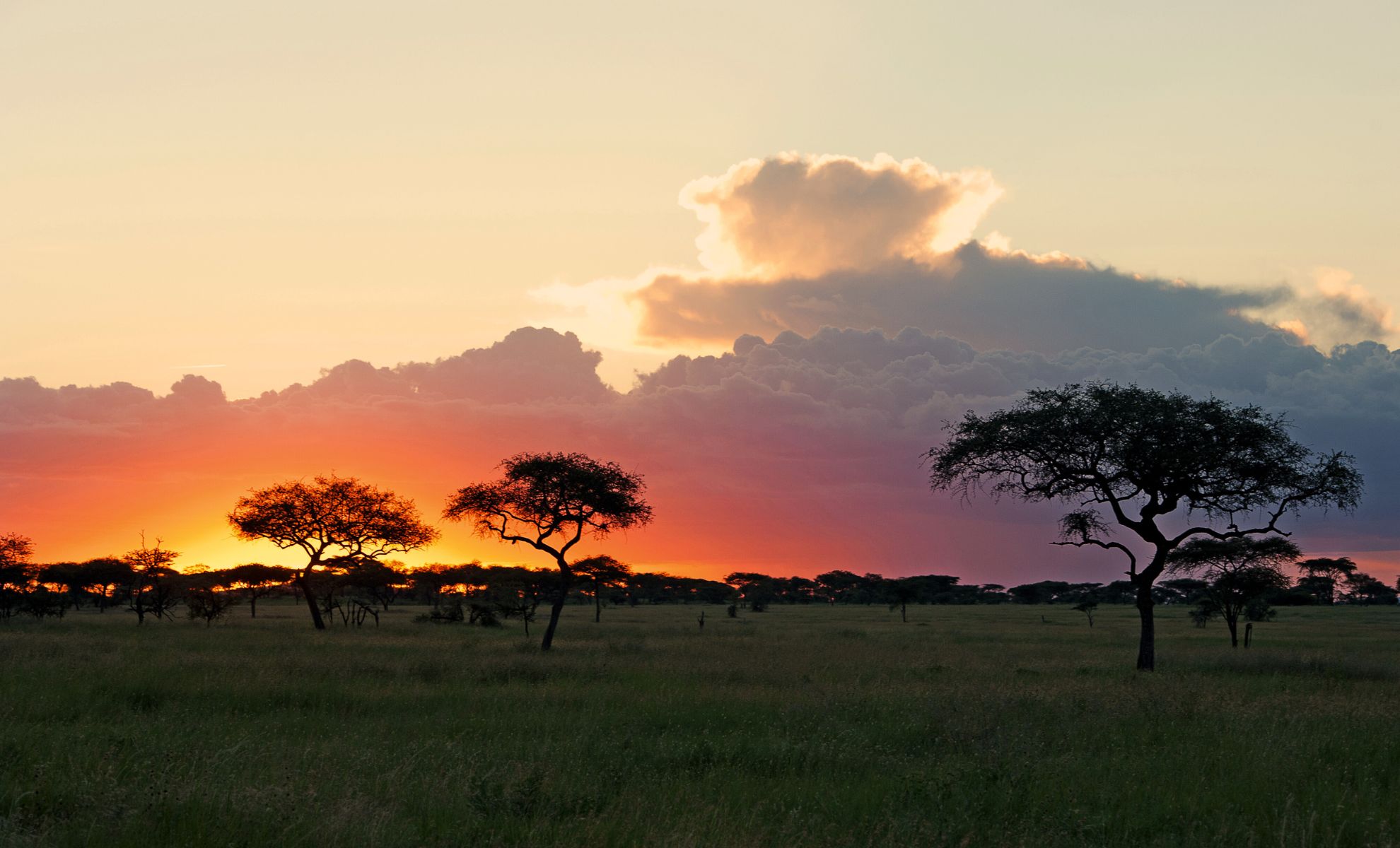 Parc national du Serengeti,Tanzanie