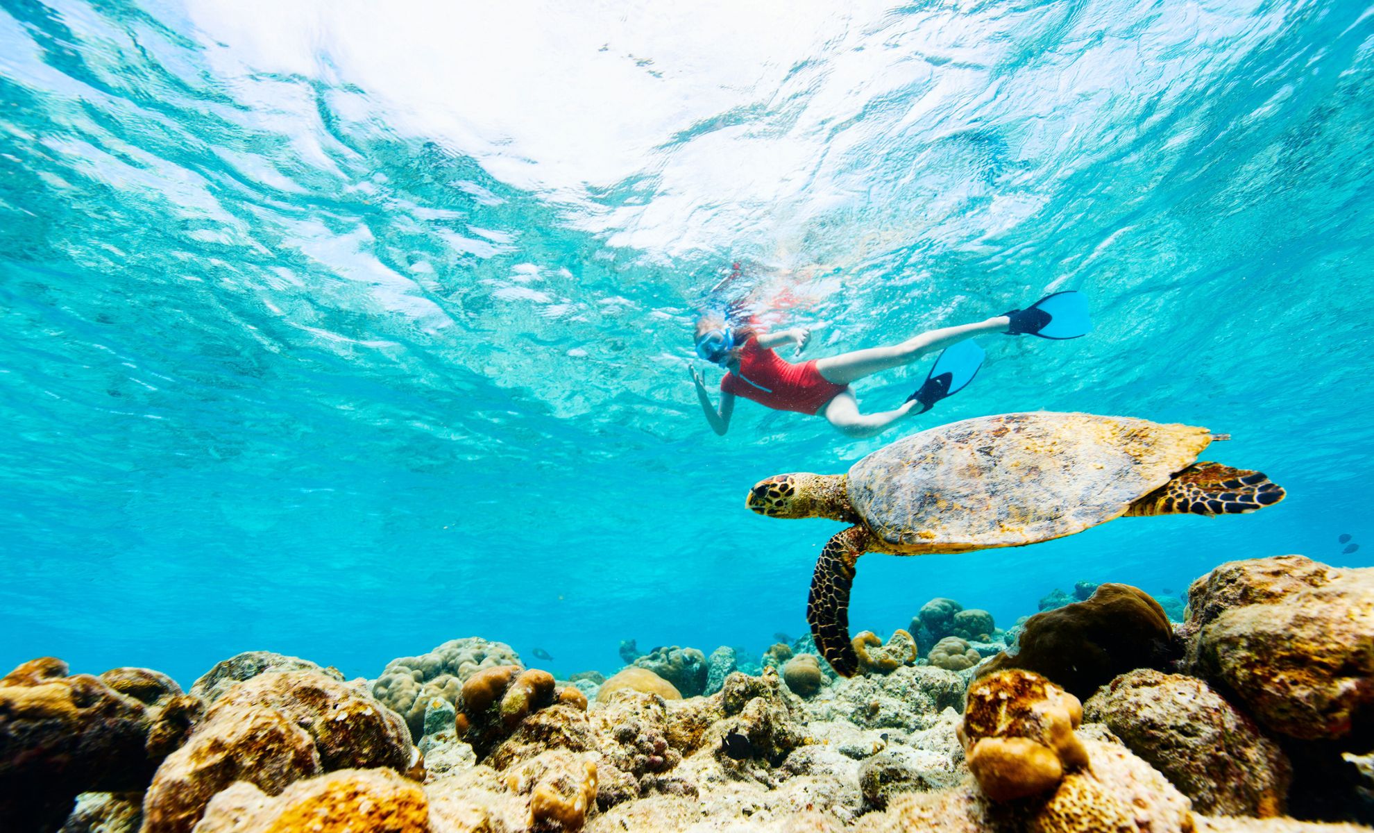 Plongée et snorkeling avec les tortues, Maldives