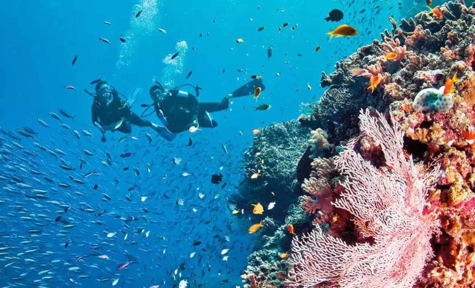 Plongée sous-marine, Grande Barrière de corail en Australie