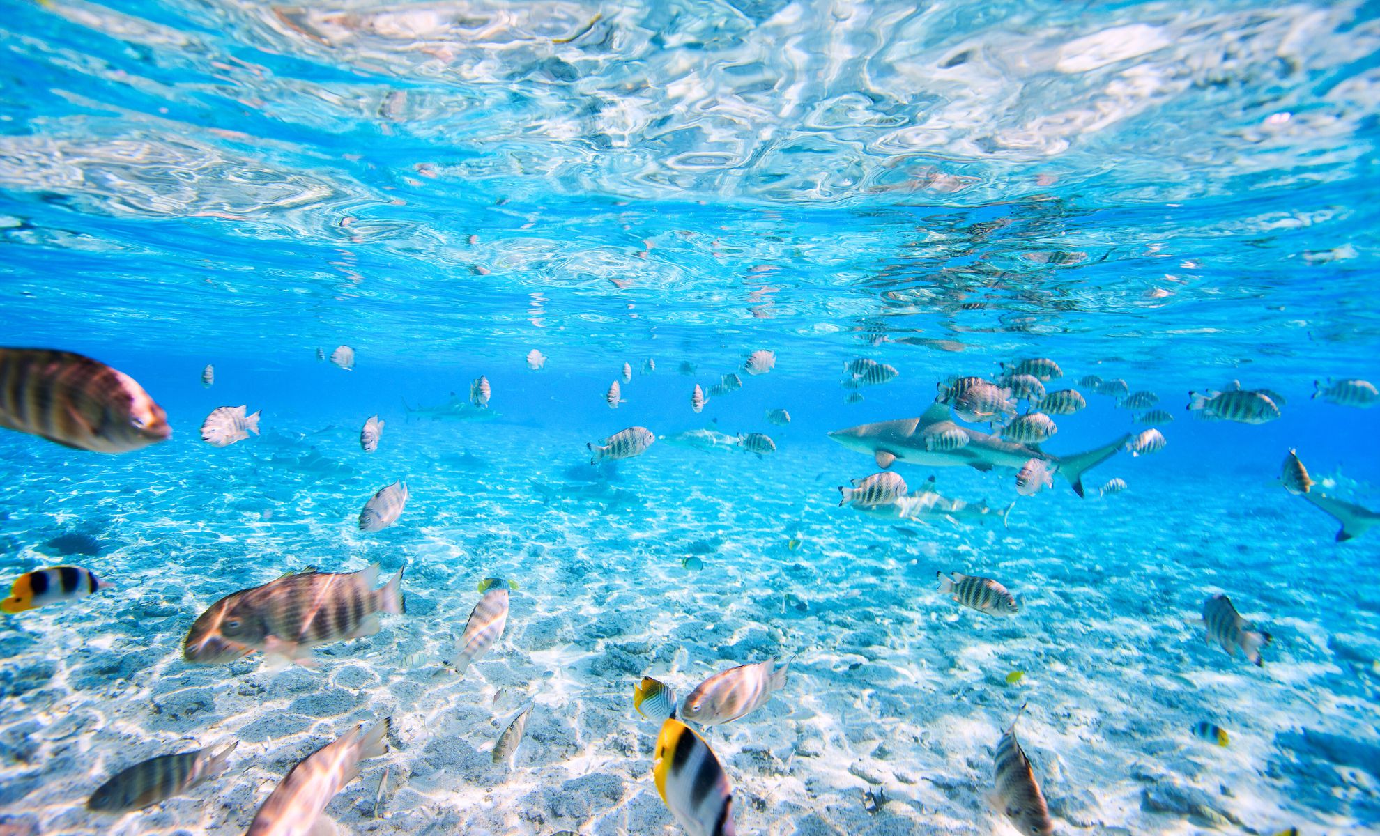 Plongée sous-marine à 1000 steps, Bonaire 