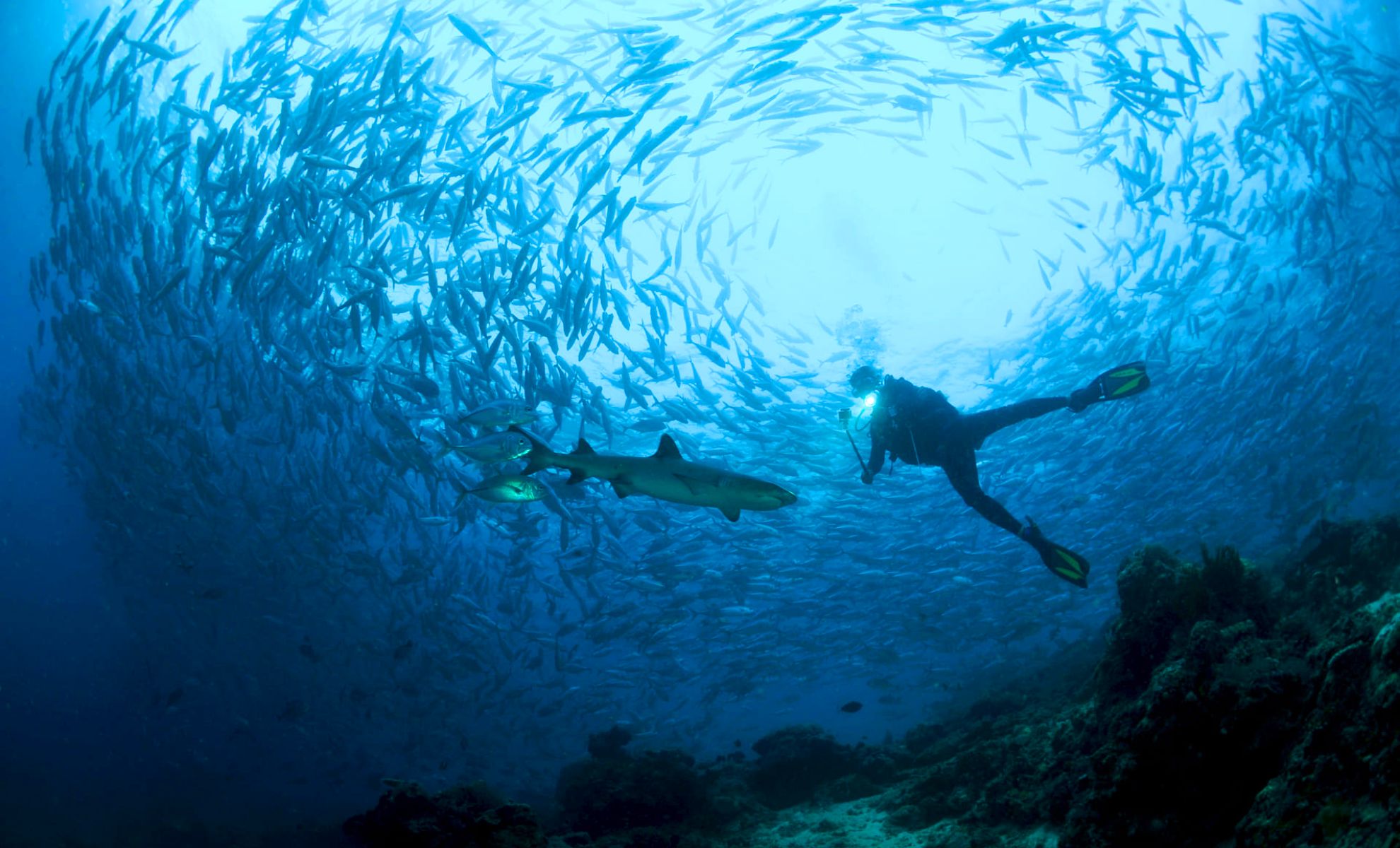 Plongée sous-marine à Barracuda Point, île de Sipadan 