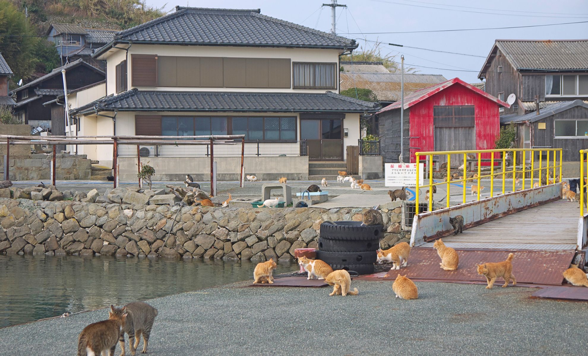 Tashirojima : Découvrez l'île japonaise où les chats sont rois