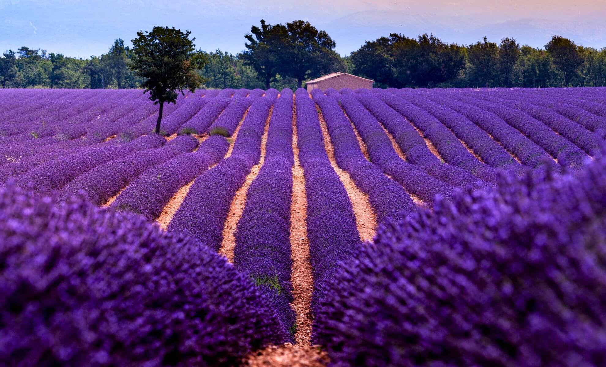 Champs de Lavande en Provence, France