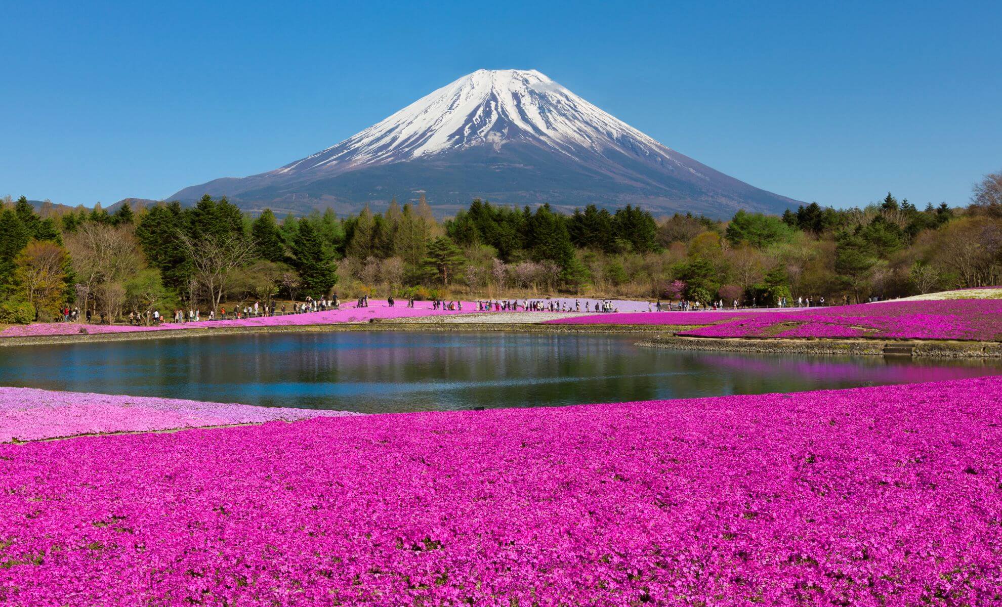 Fuji Shibazakura, Japon