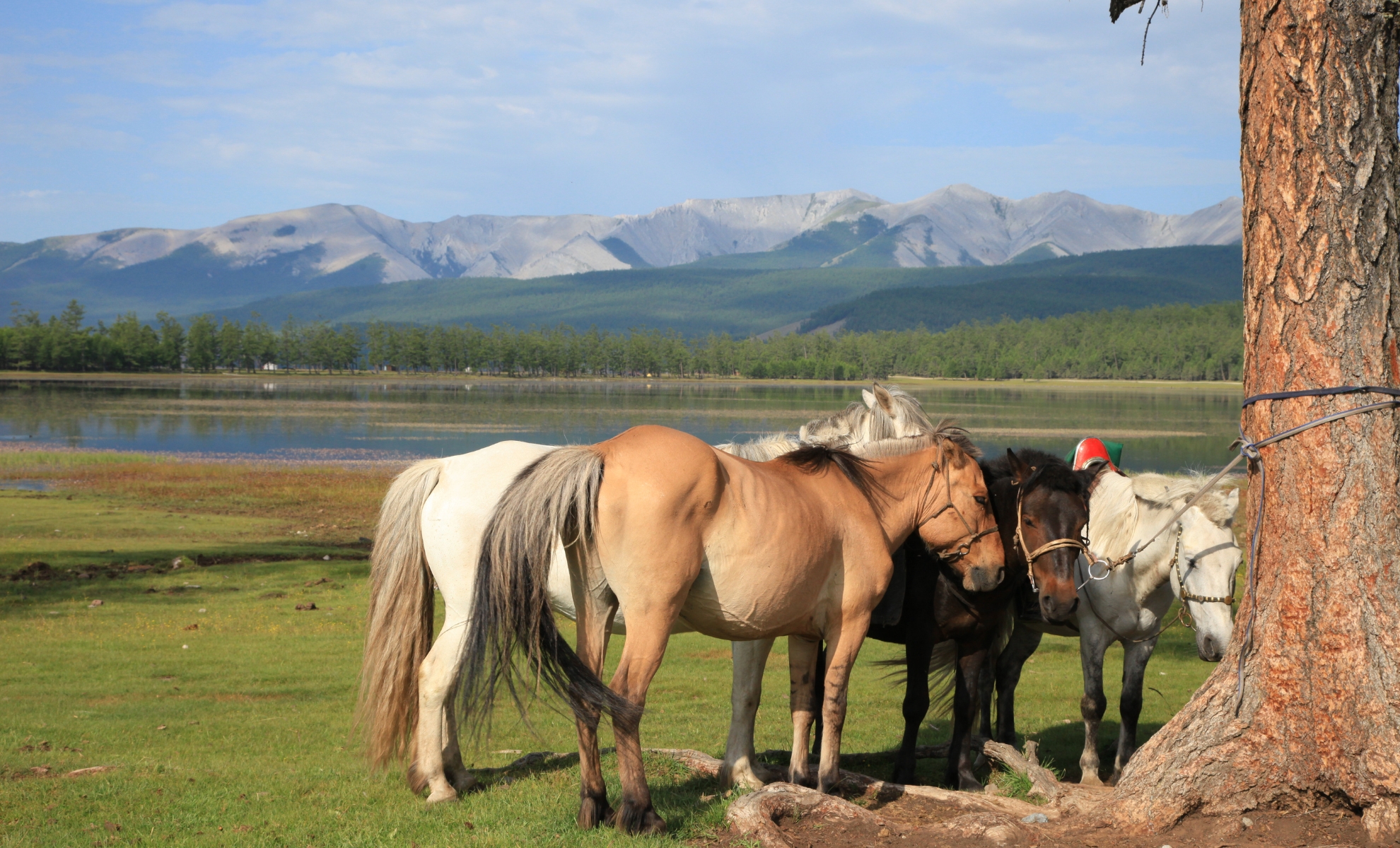 Lac Khövsgöl en Mongolie