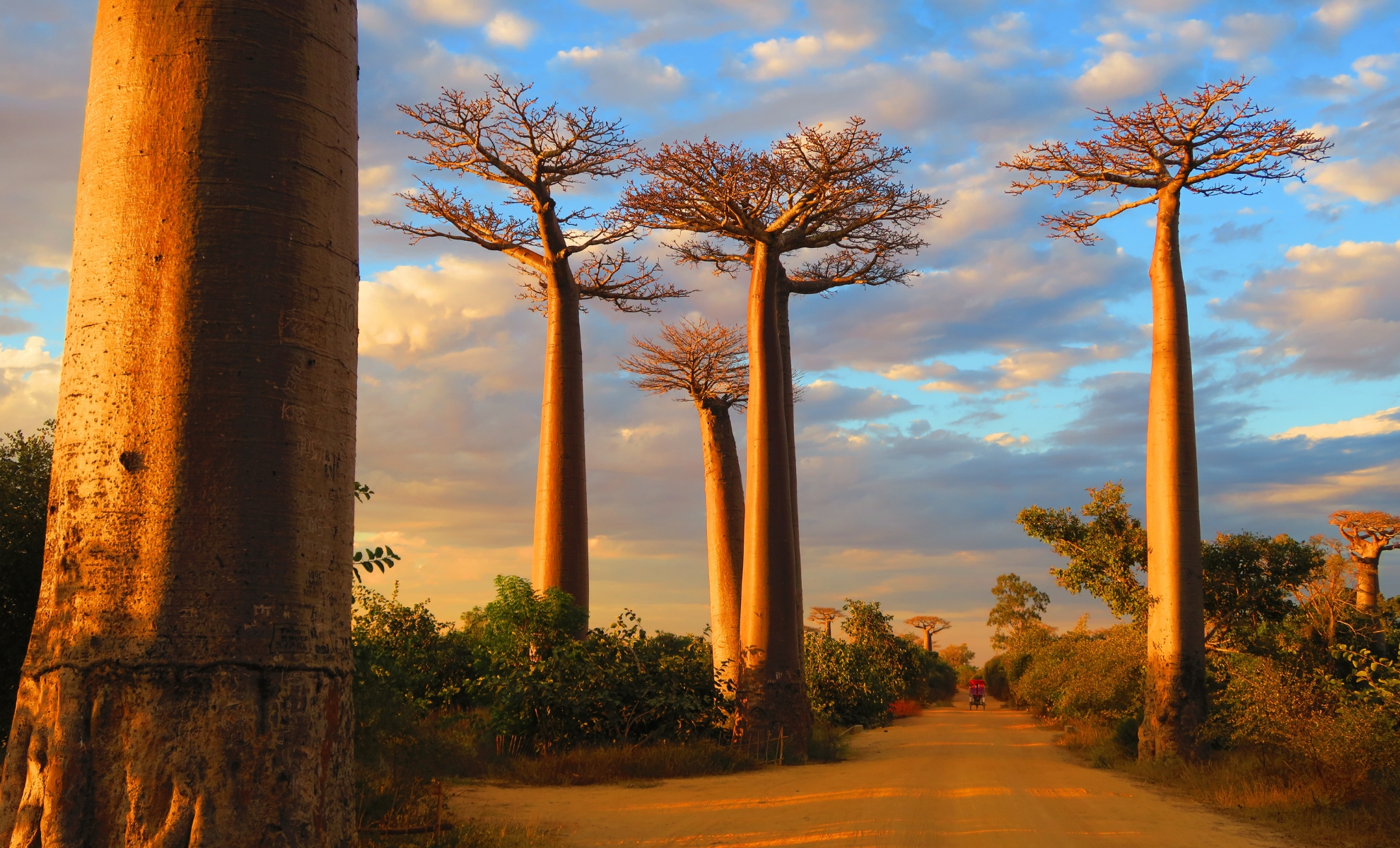 L'avenue des Baobabs, Madagascar