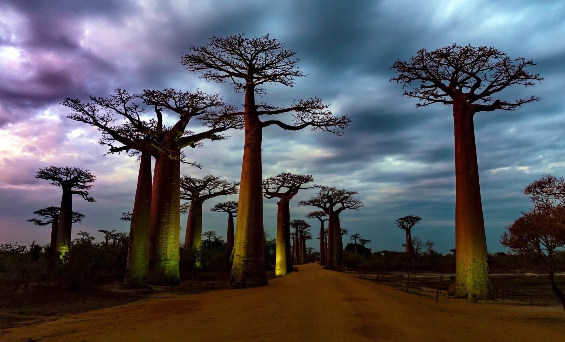 L'avenue des Baobabs de Madagascar