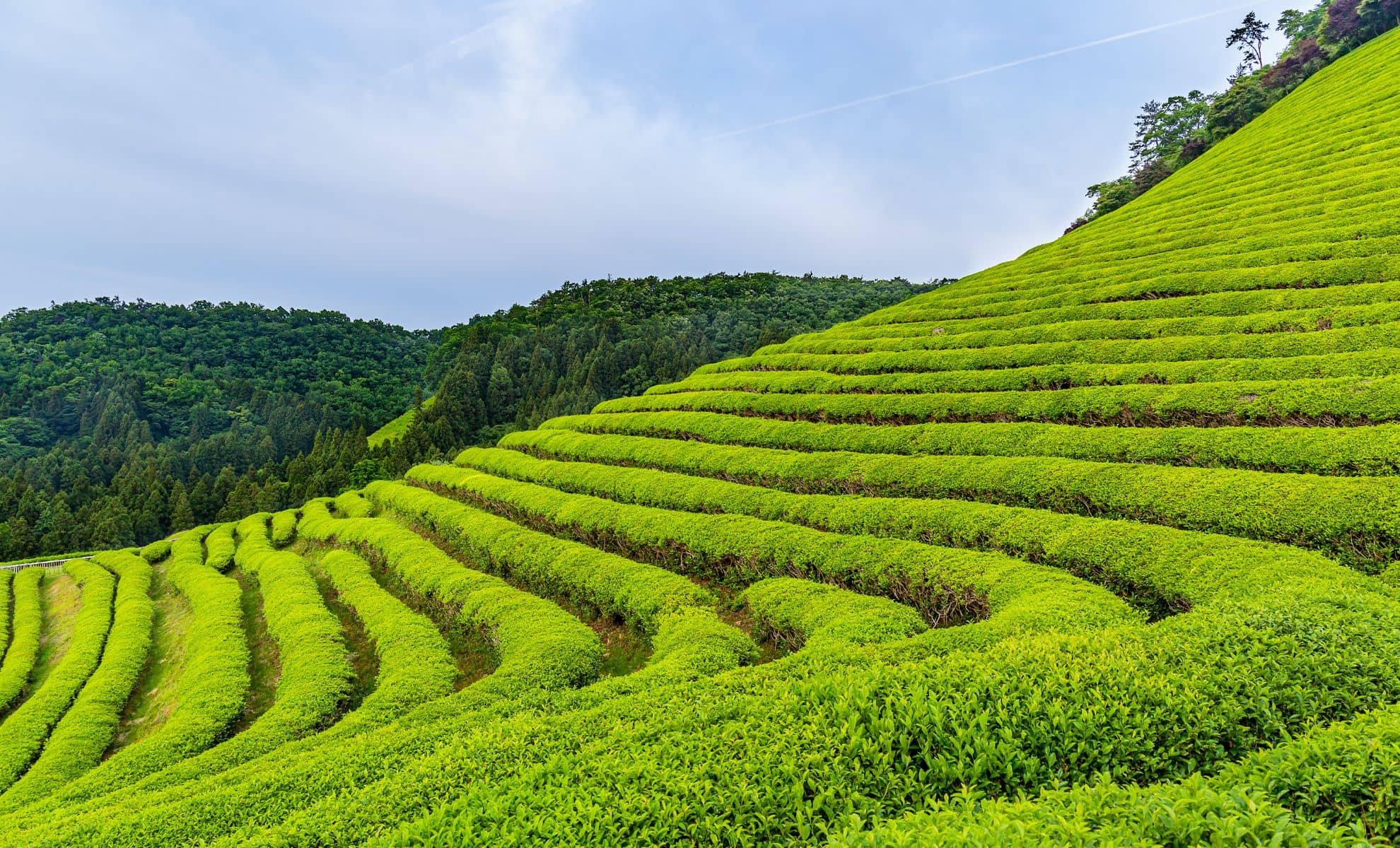 Le champ de thé vert de boseong , Corée de Sud