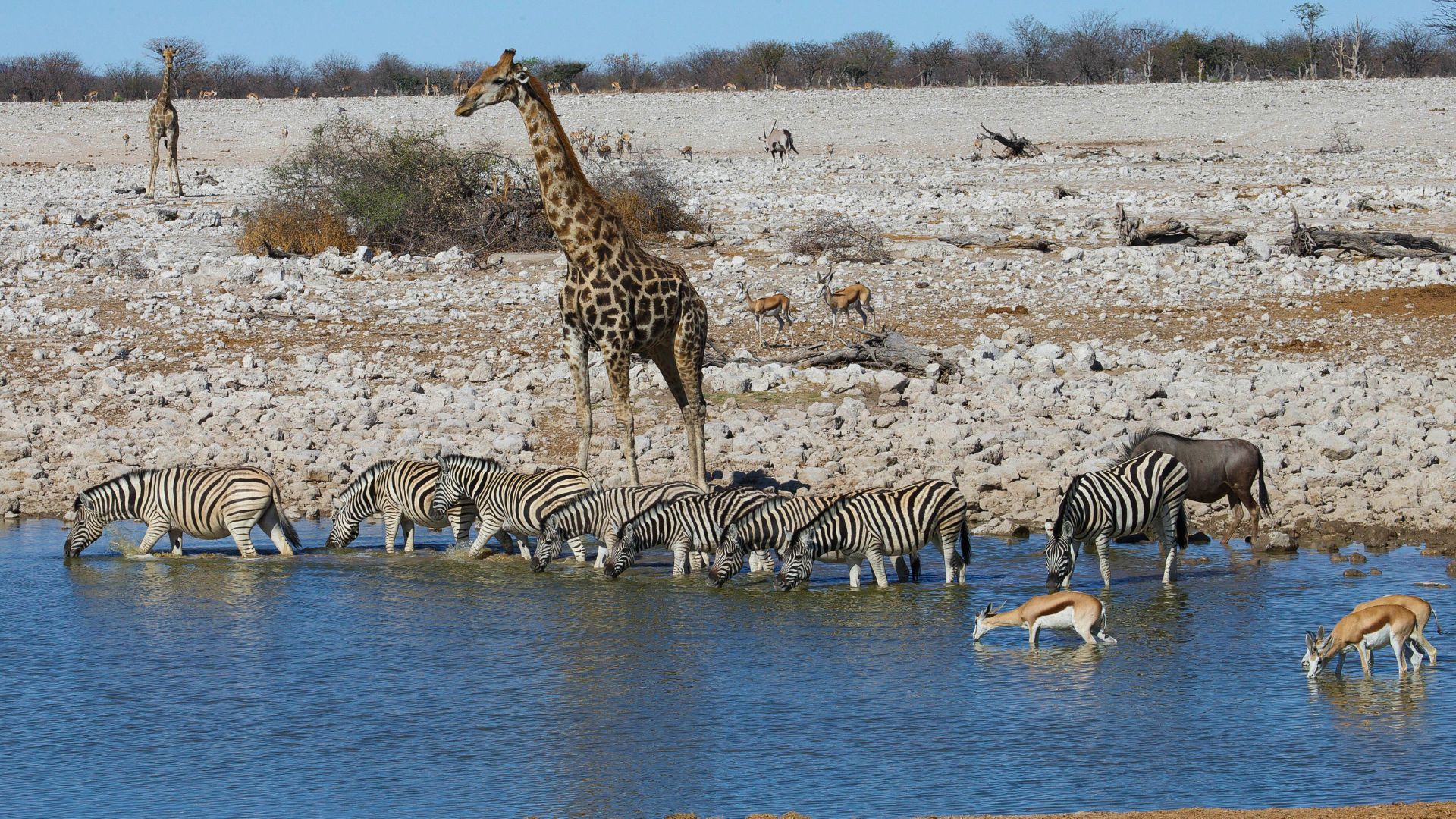Le parc national d’Etosha , Namibie