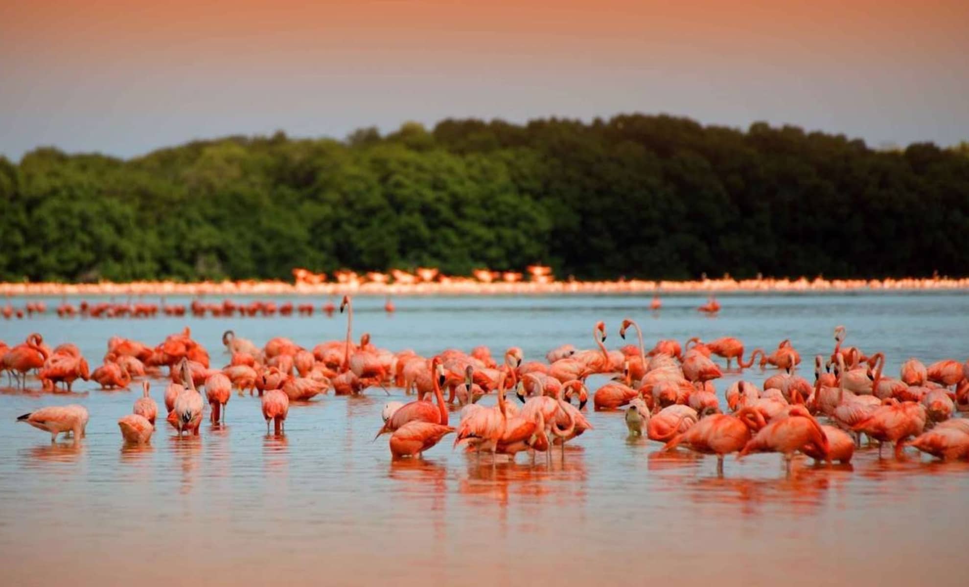 Les flamants roses au Las Coloradas, Yucatán, Mexique 