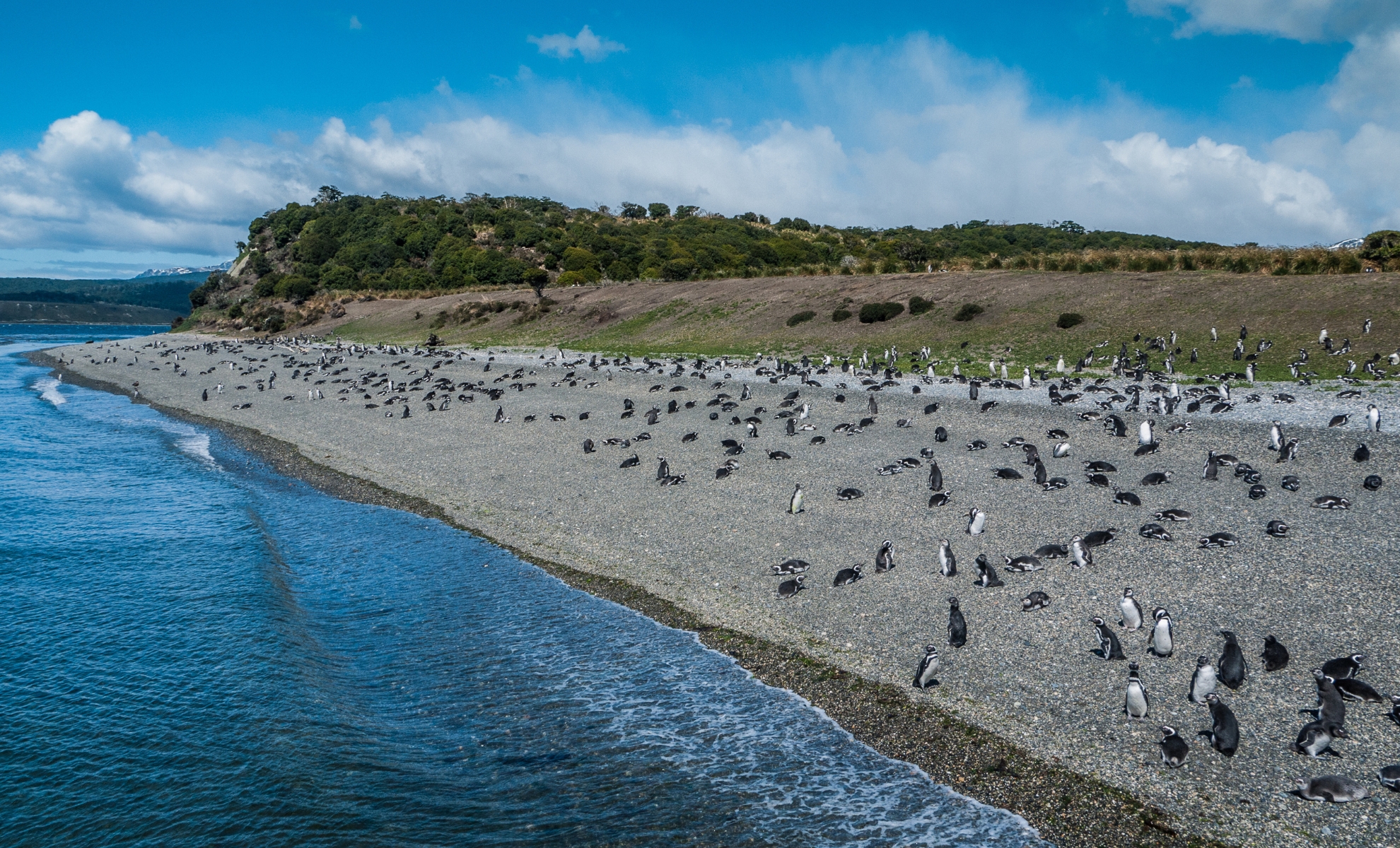 Les manchots sur l’île Martillo