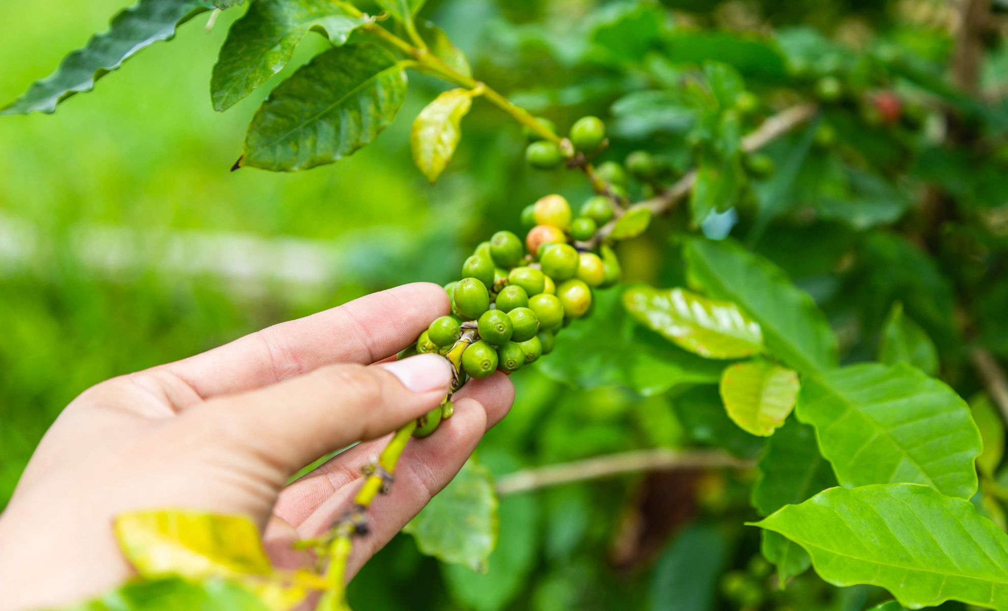 Les plantations de café et de cacao, Suriname