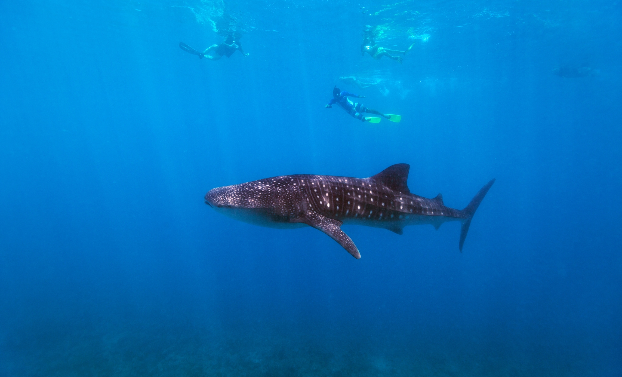 Nager avec les requins-baleines, Maldives