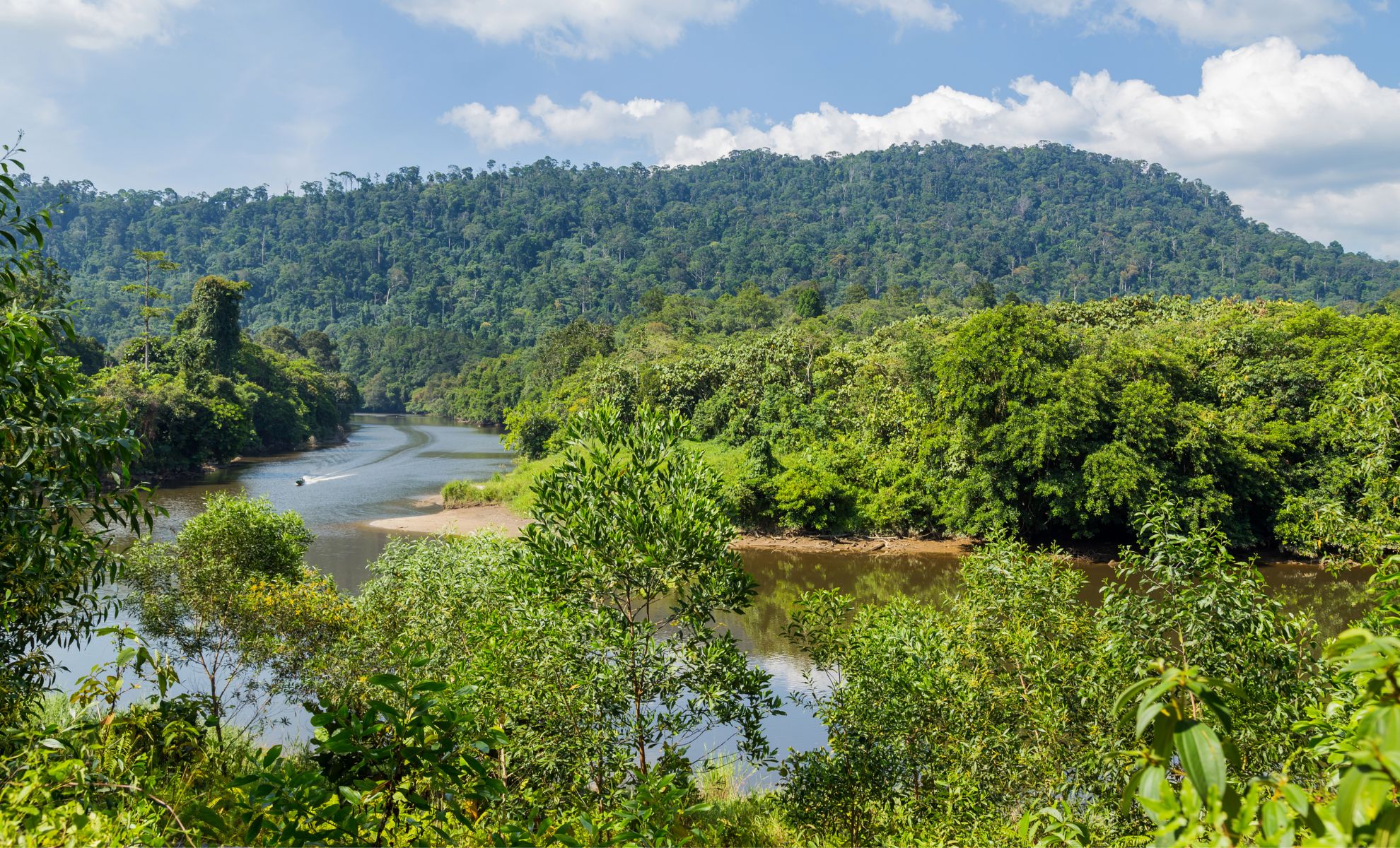 La forêt tropicale de Temburong , Brunei