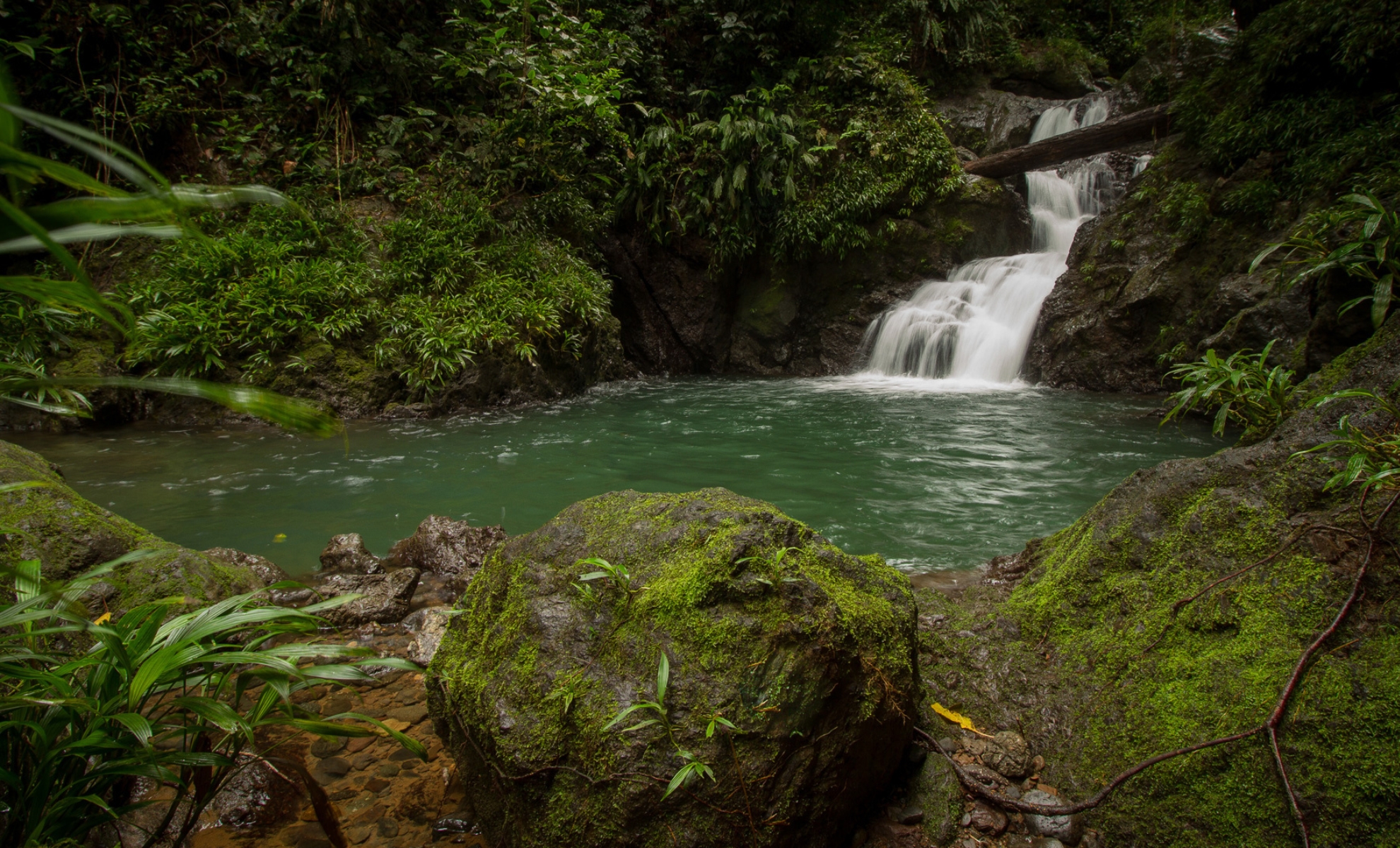 La jungle de Nuquí, Colombie