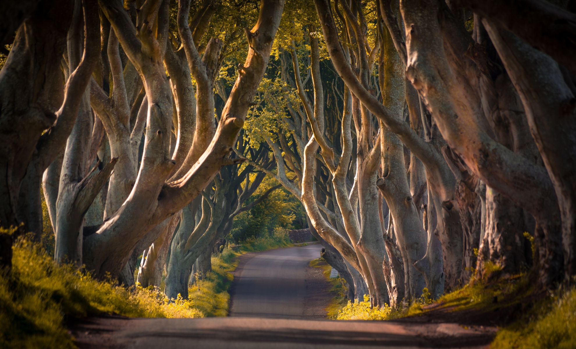 Le Dark Hedges , Irlande