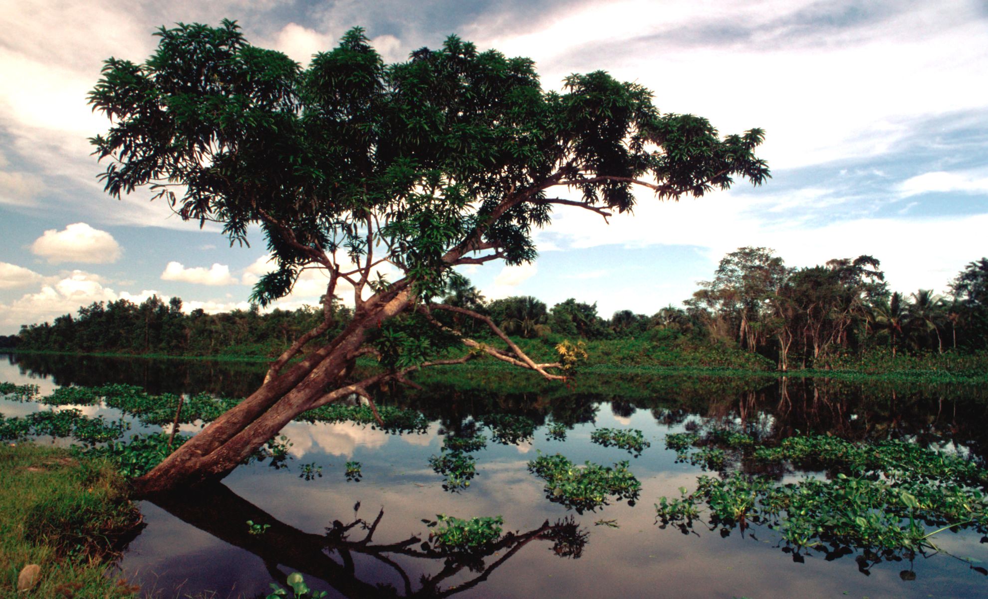 Le Delta de l’Orénoque , Venezuela