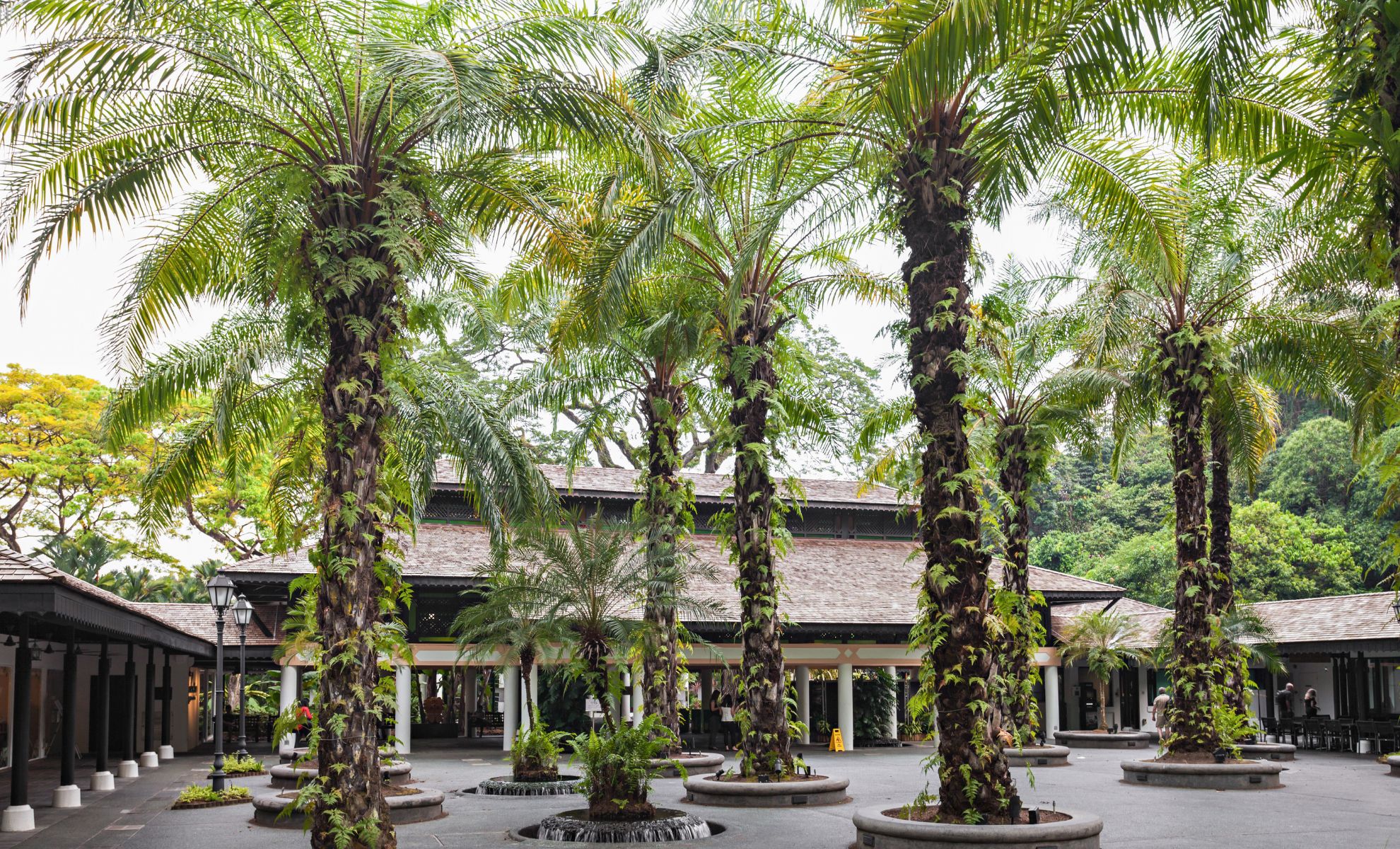 Le jardin botanique de Singapour