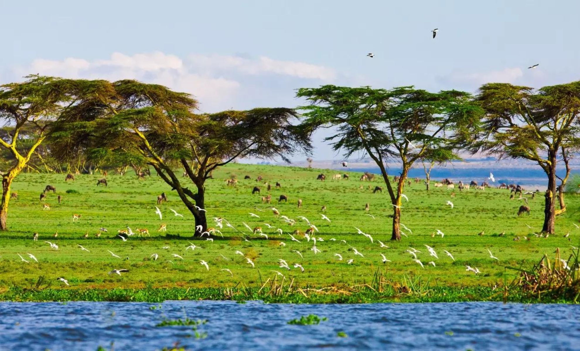 Le lac d’eau douce Naivasha au Kenya