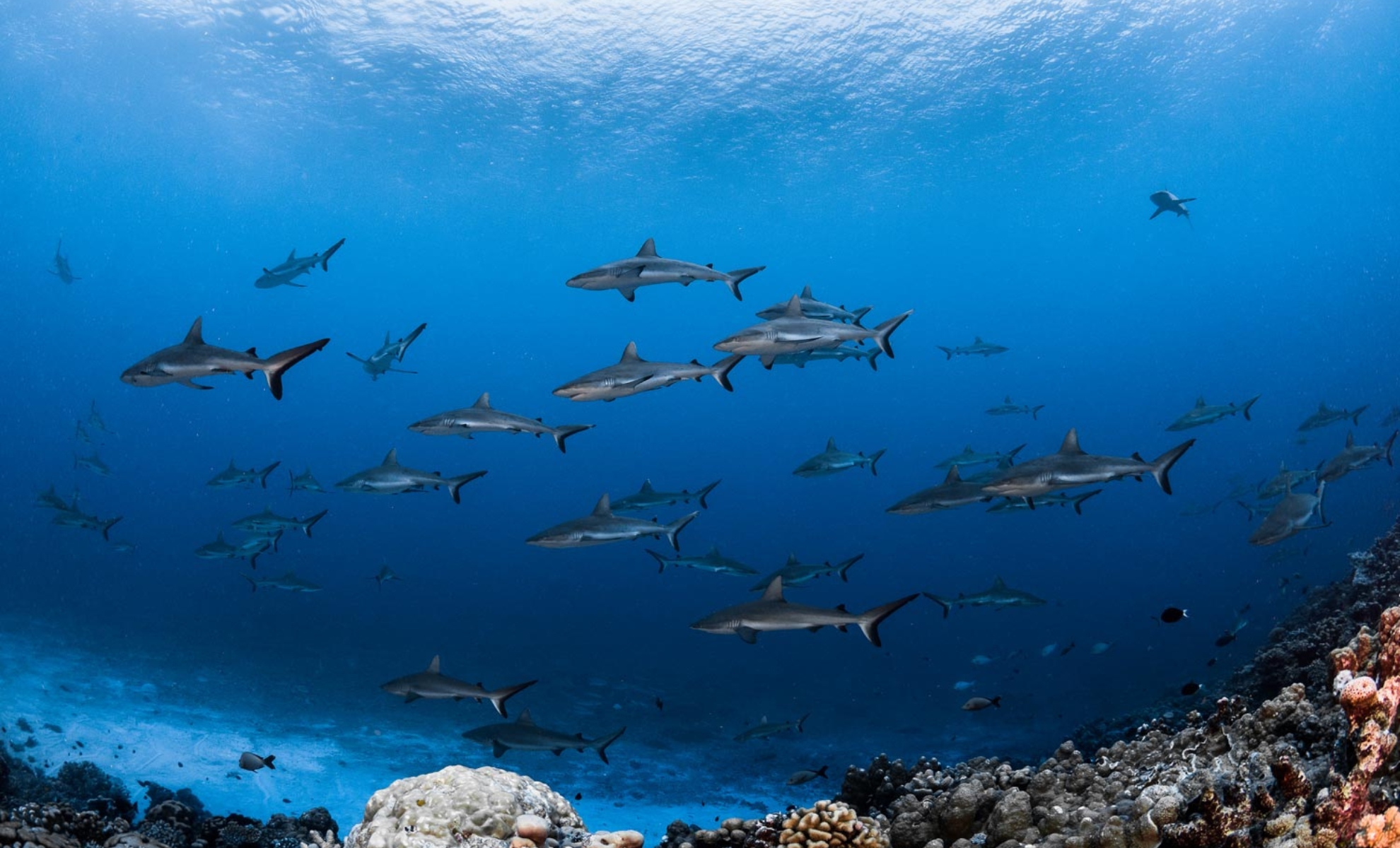 Le mur de requins, Fakarava, îles Tuamotu, Polynésie française