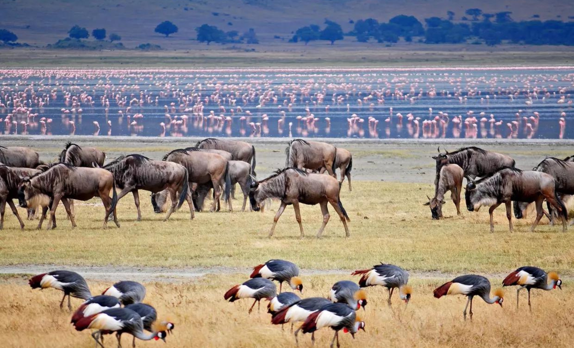 Le parc national de Manyara en Tanzanie