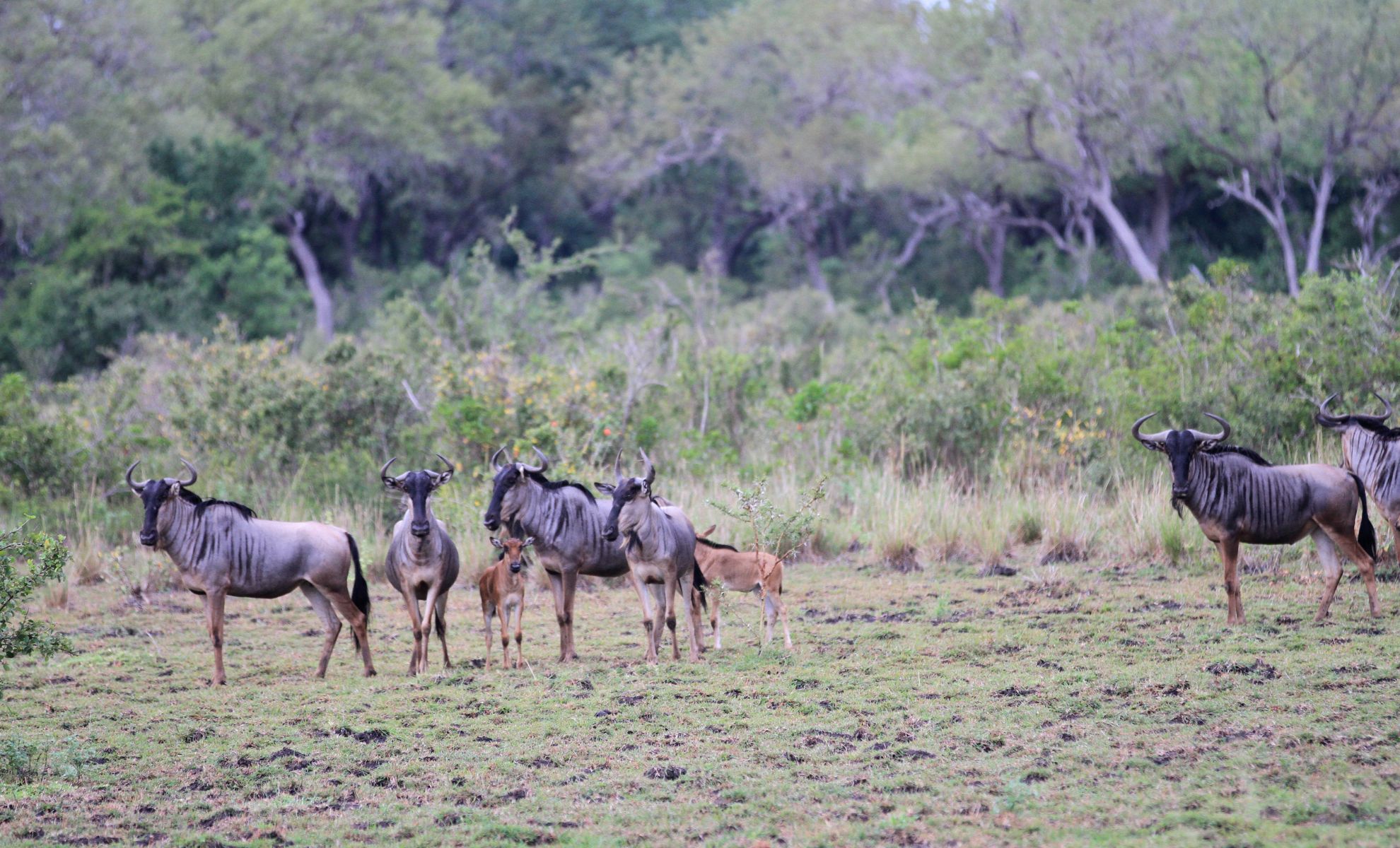 Le parc national de Selous, Tanzanie
