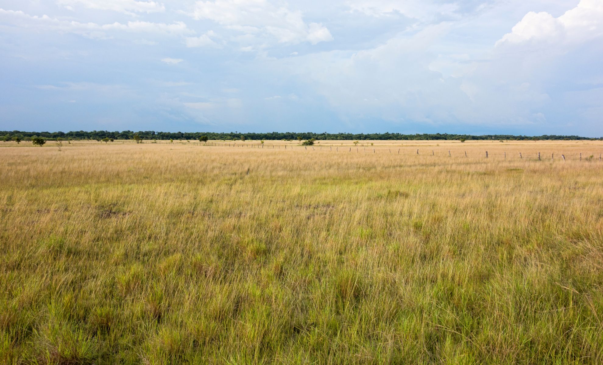 Les plaines Llanos, Venezuela