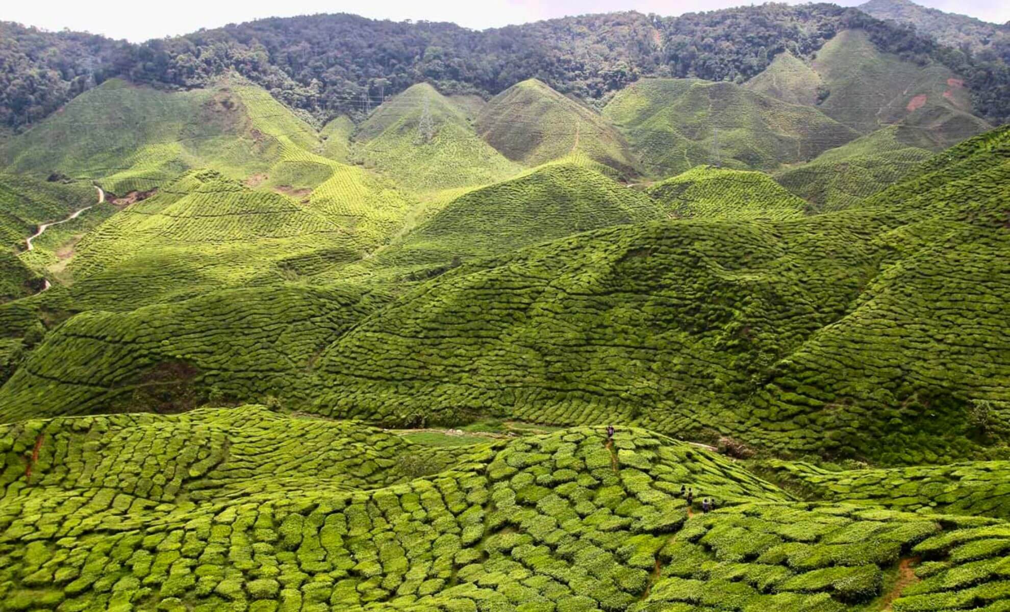 Vue sur les plantations de thé dans les montagnes de Malaisie