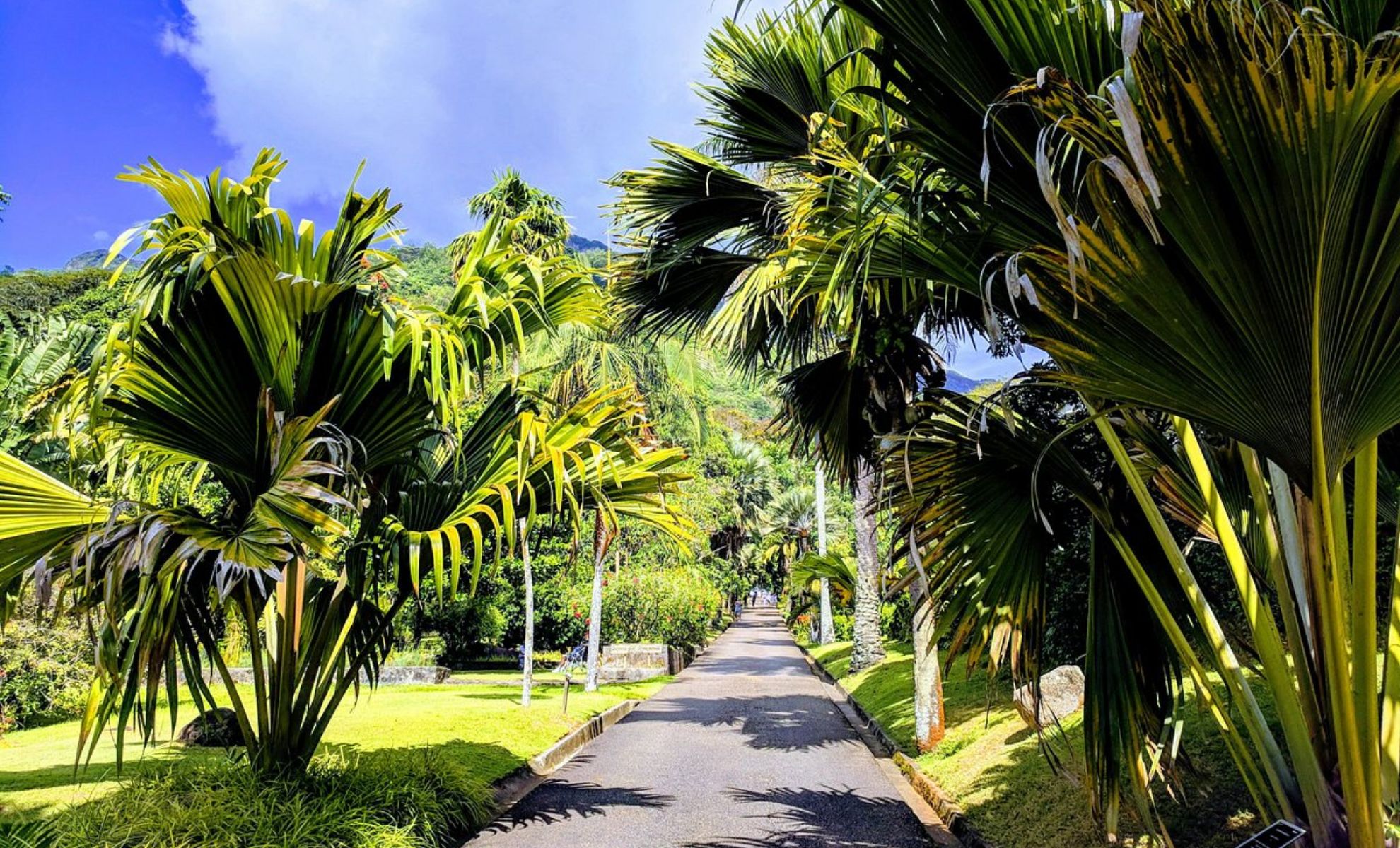 Le Jardin botanique de Victoria , Seychelles