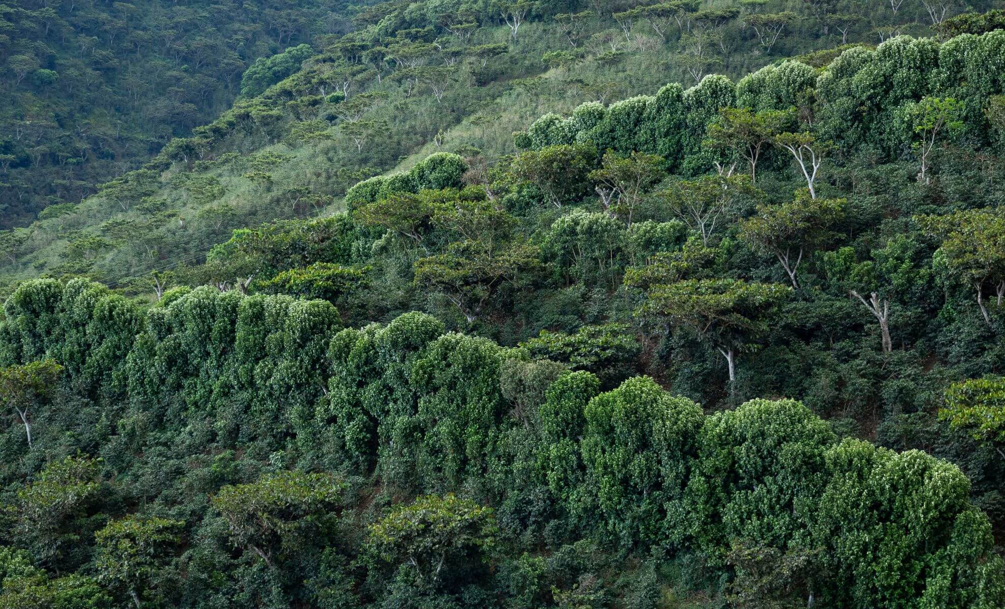 La forêt des Cinquera, Salvador