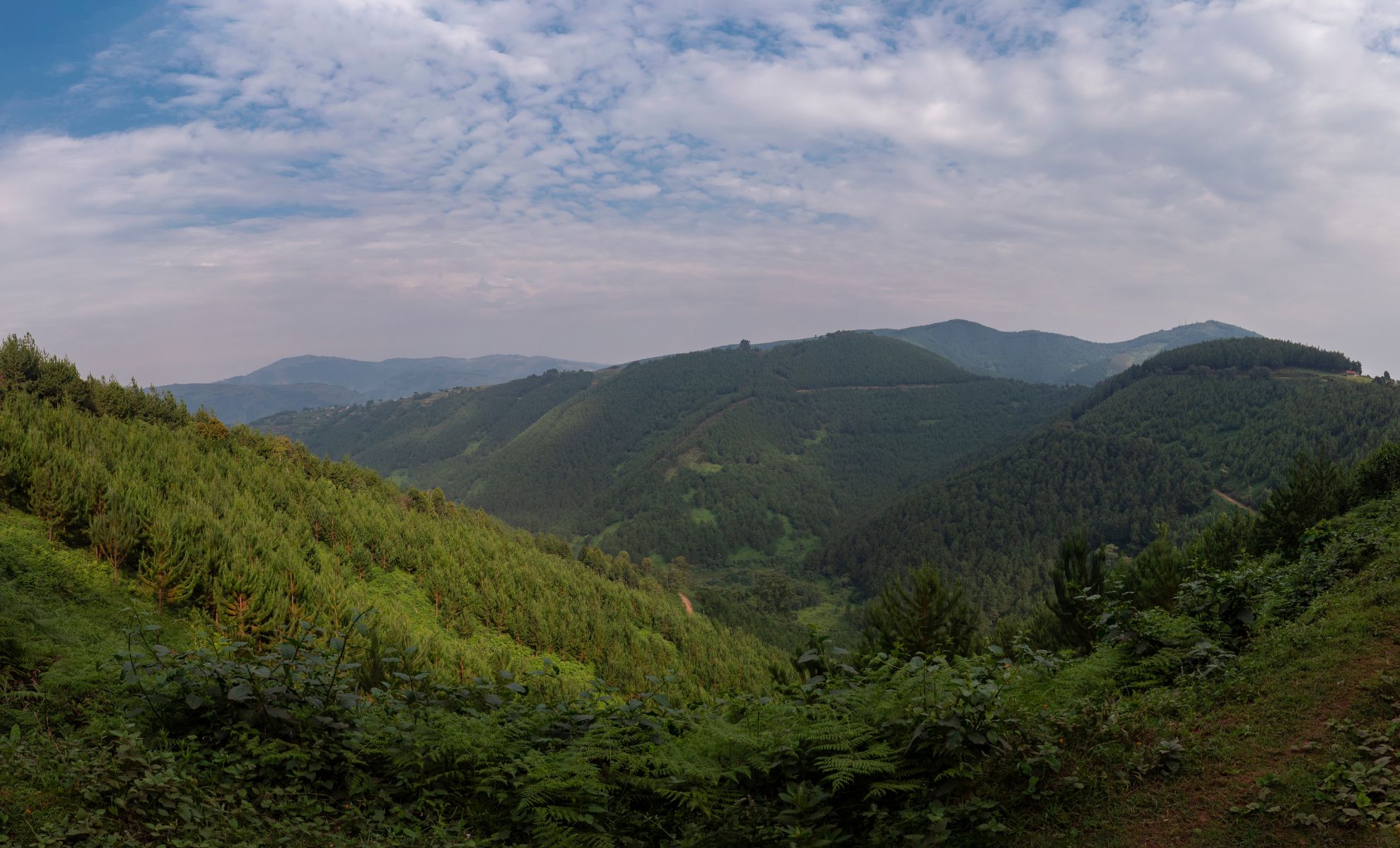 La forêt impénétrable de Bwinidi, Ouganda