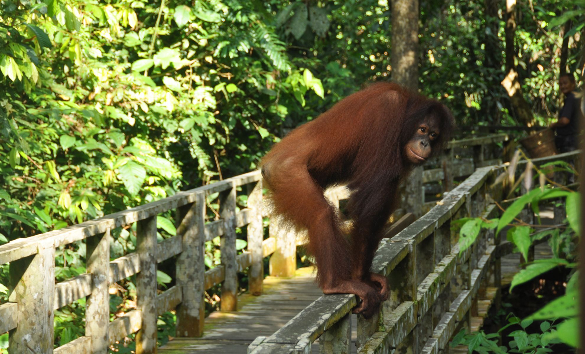 Le centre de réhabilitation des orangs-outans de Sepilok, Borneo