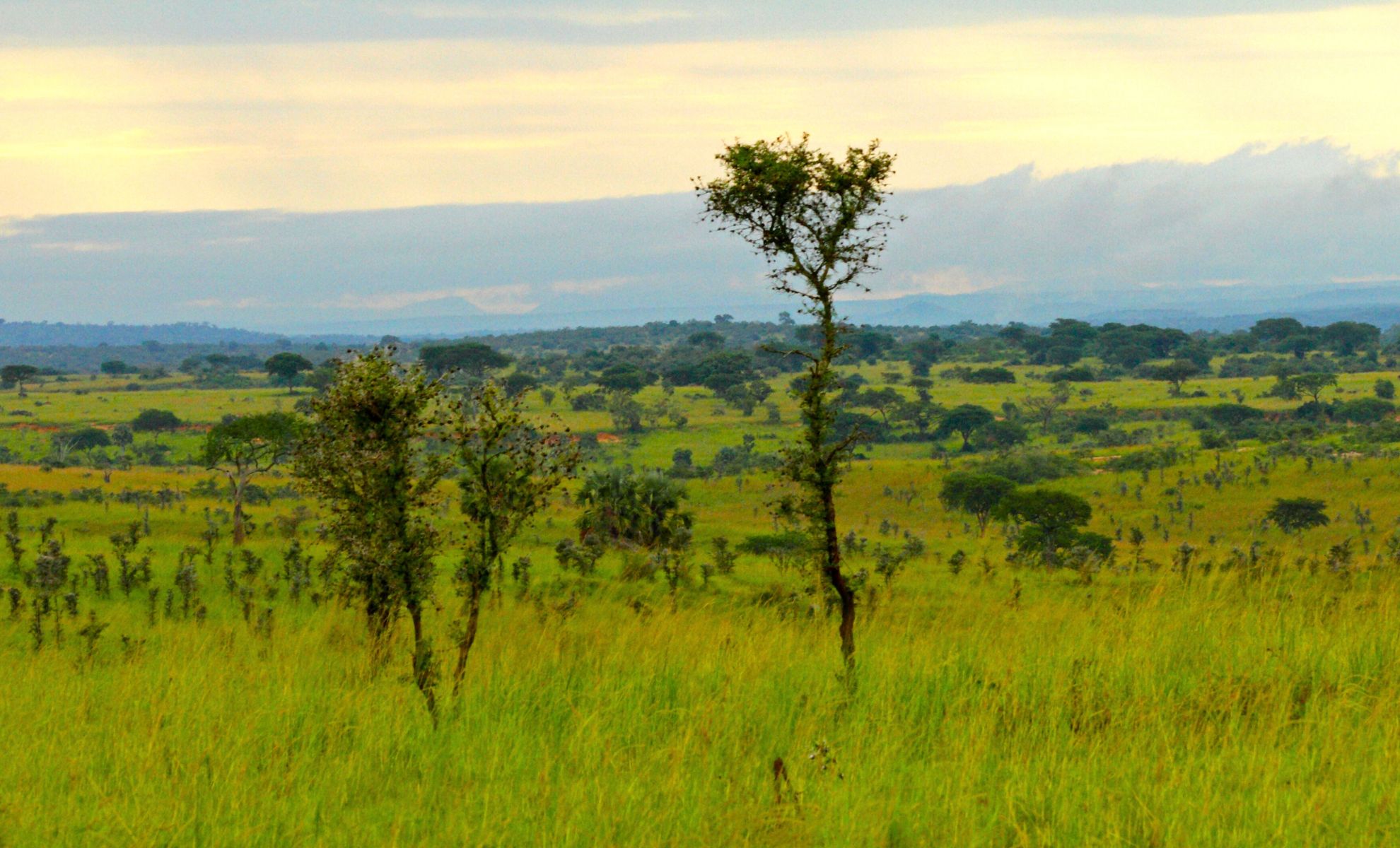 Le parc national de Murchison Falls, Ouganda