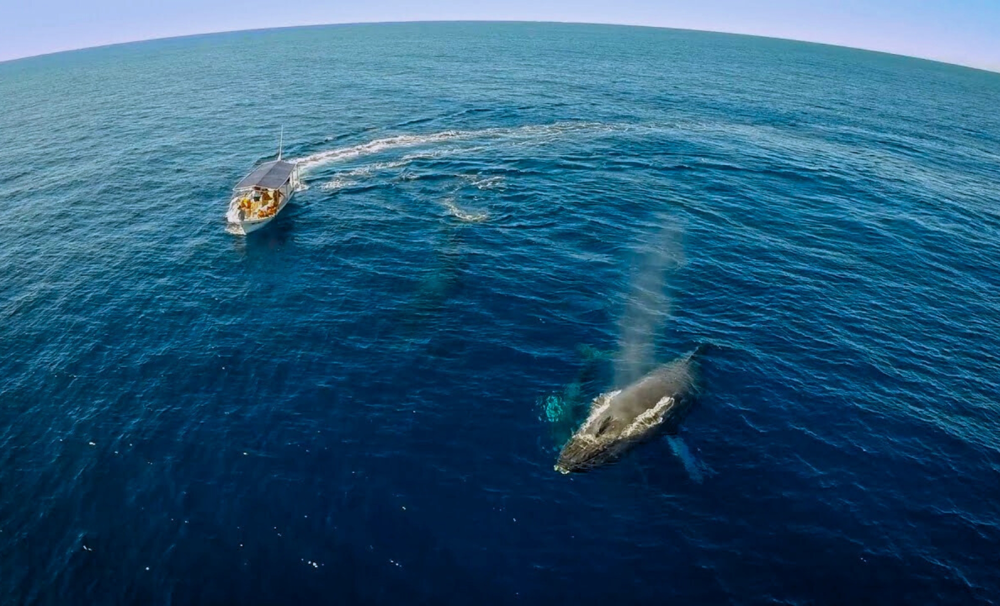 Observer les baleines à Cabo San Lucas, Mexique