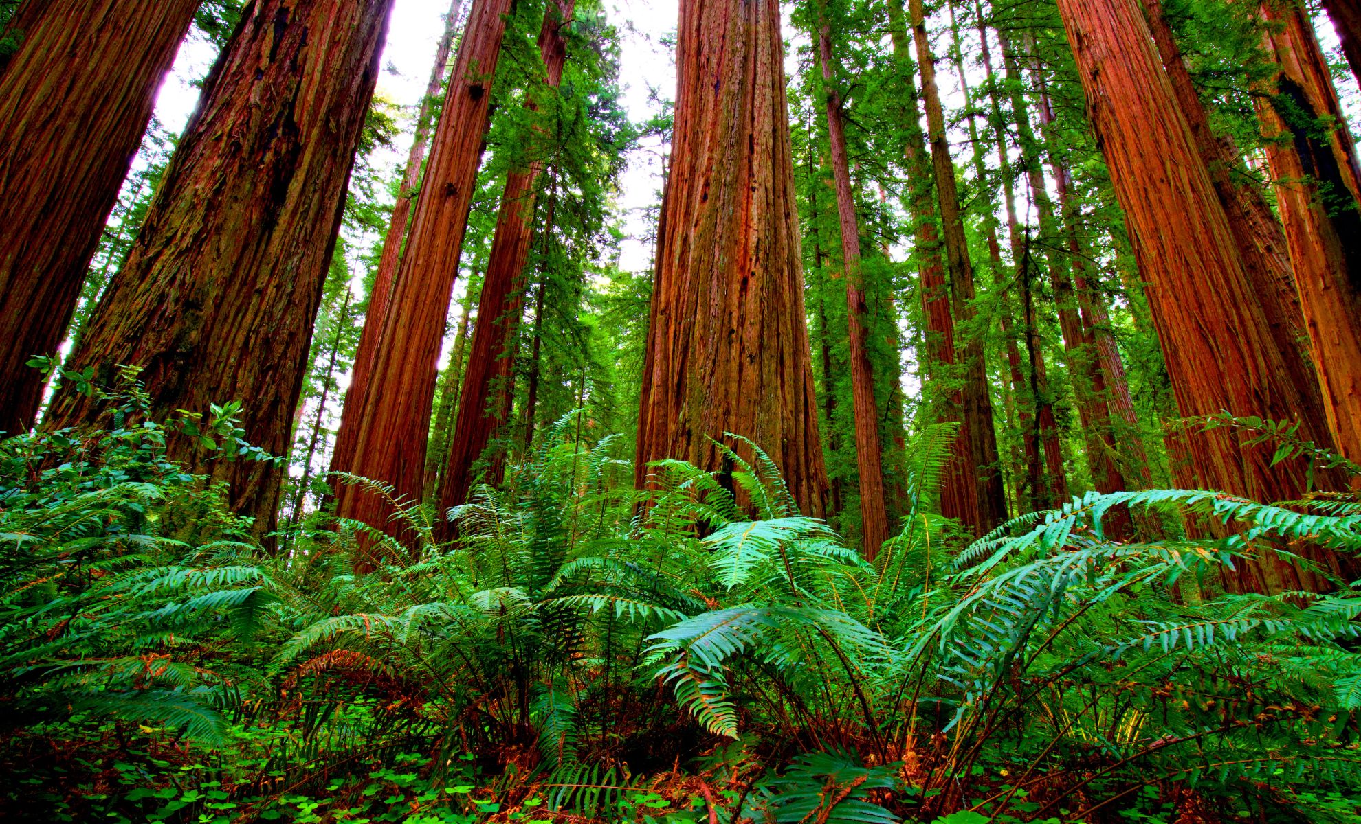 Séquoia, Californie, États-Unis